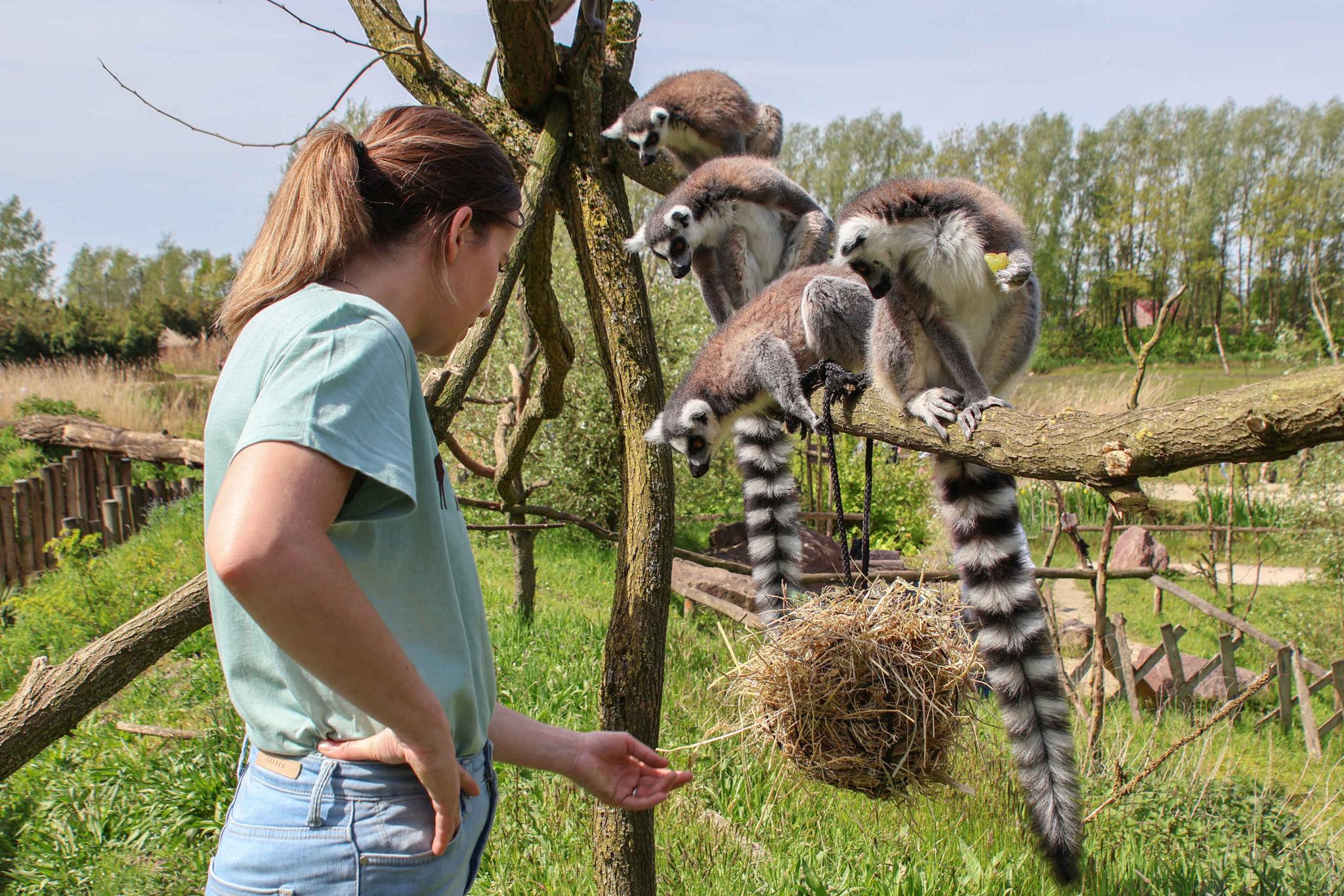 Ringstaartmaki keeper for a day dierverzorging ZooParc Overloon