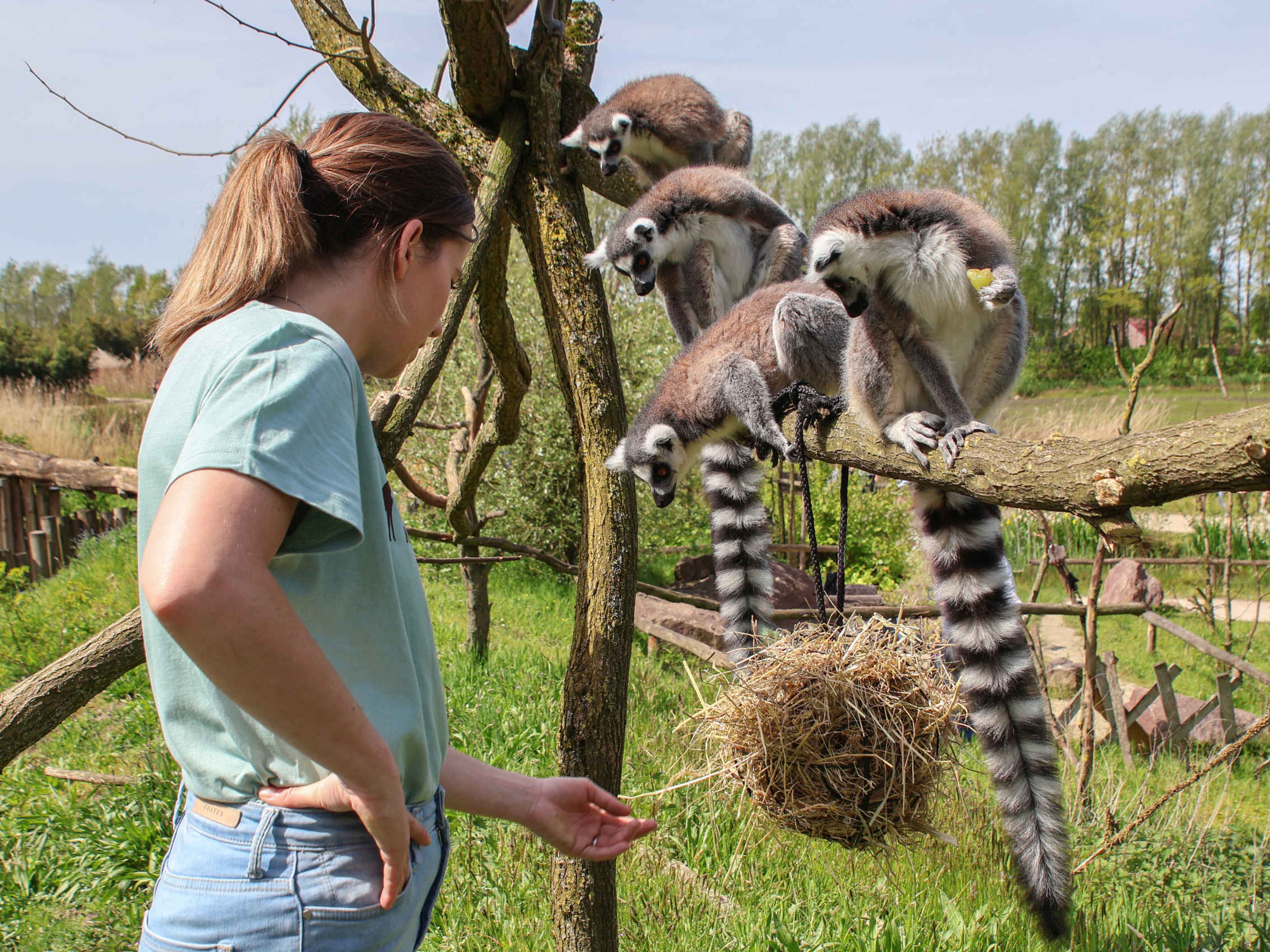 Ringstaartmaki keeper for a day dierverzorging ZooParc Overloon