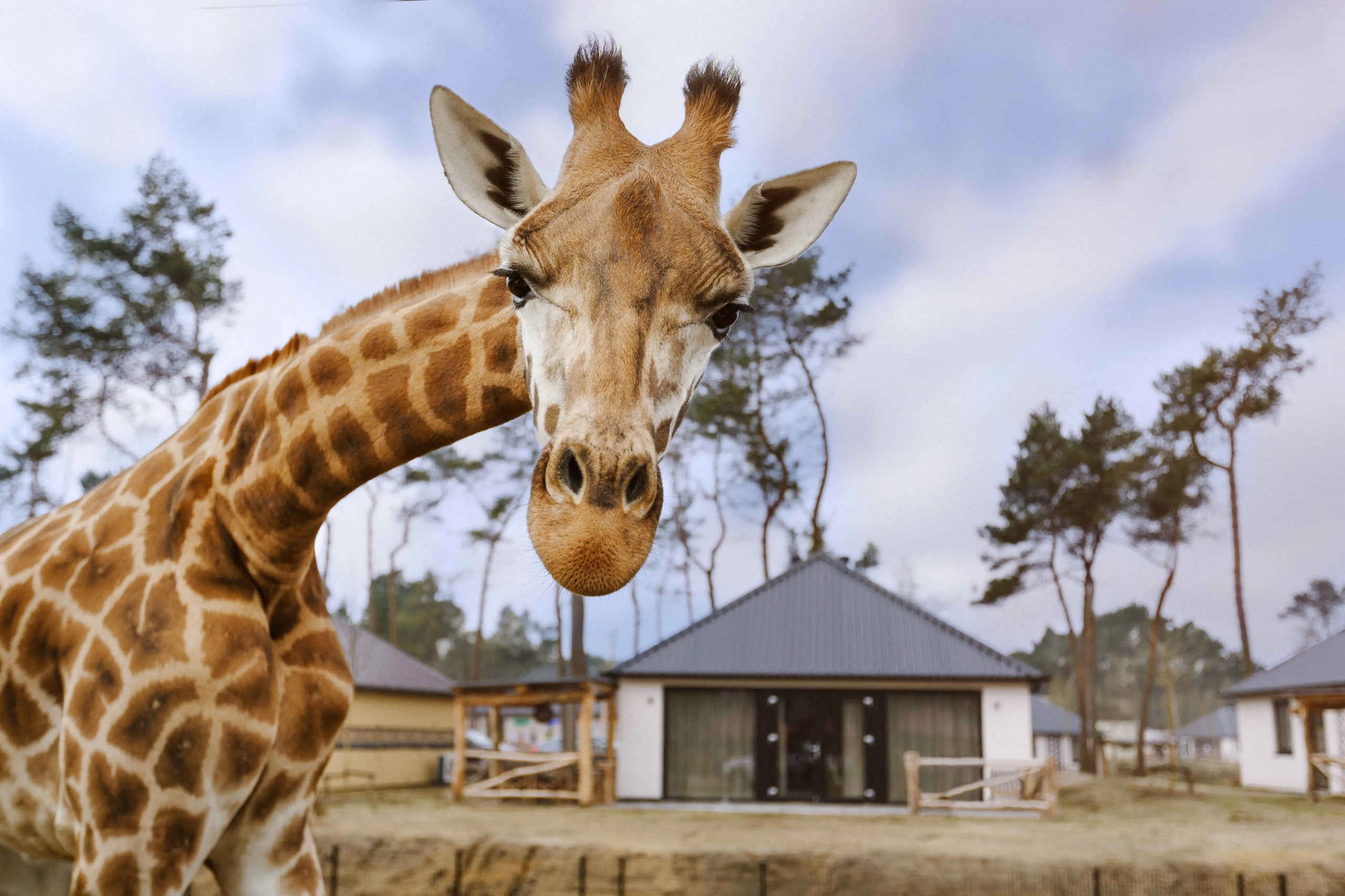 Giraf close-up voor lodge op Safari Resort Beekse Bergen