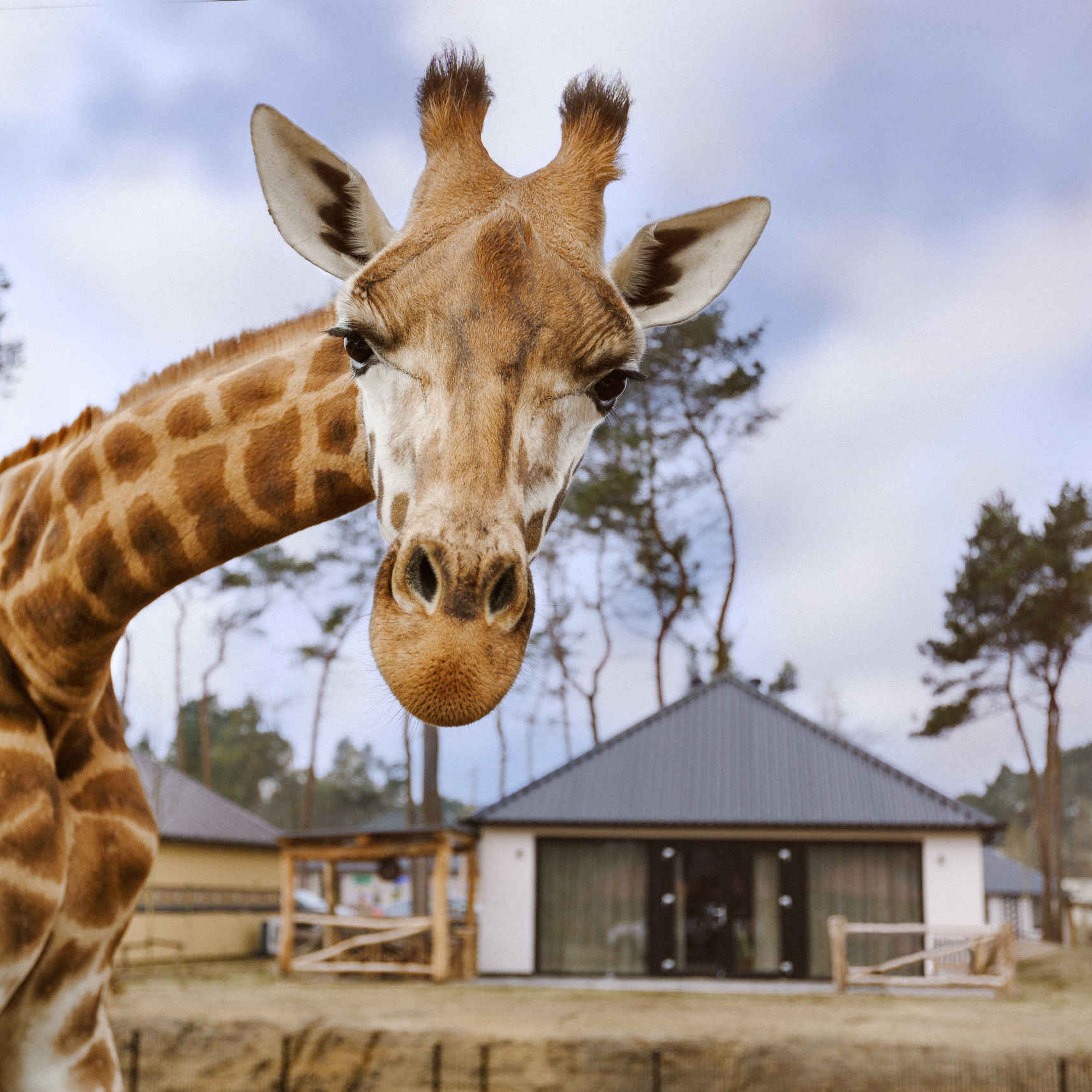 Giraf close-up voor lodge op Safari Resort Beekse Bergen