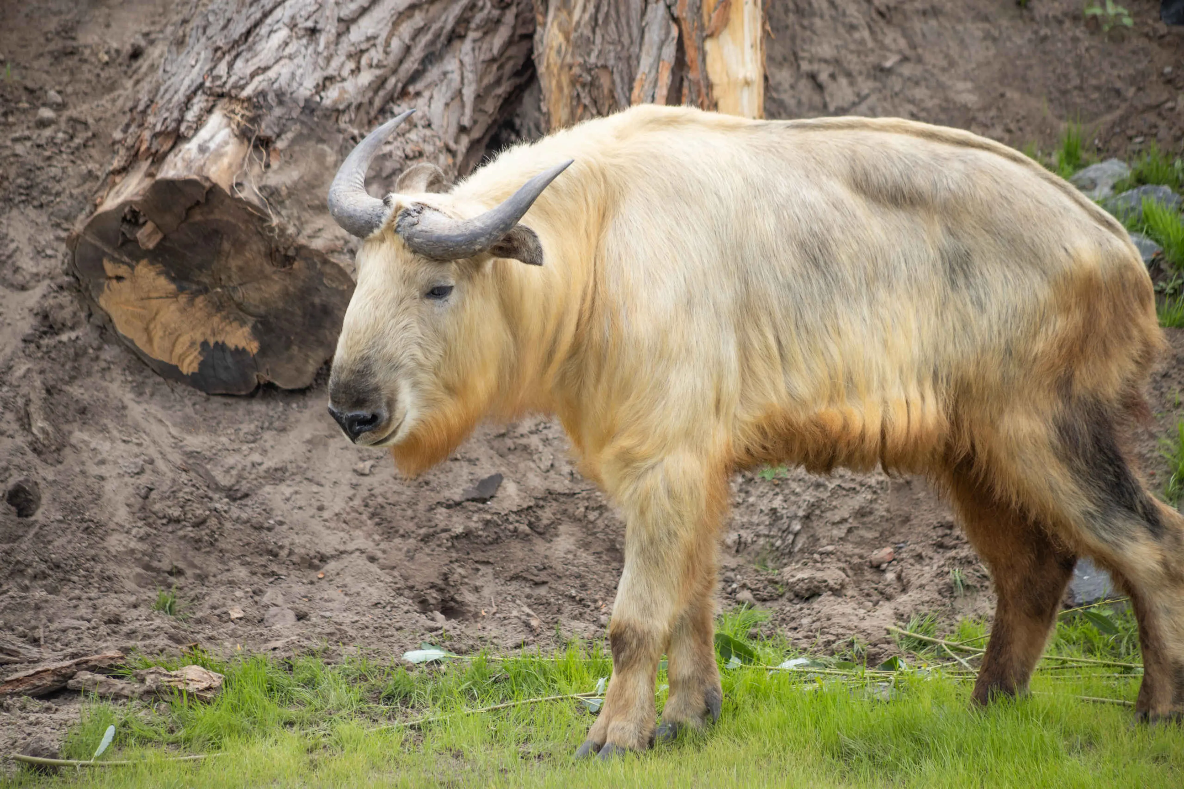 Gouden takin op het gras vanaf de zijkant in Eindhoven Zoo