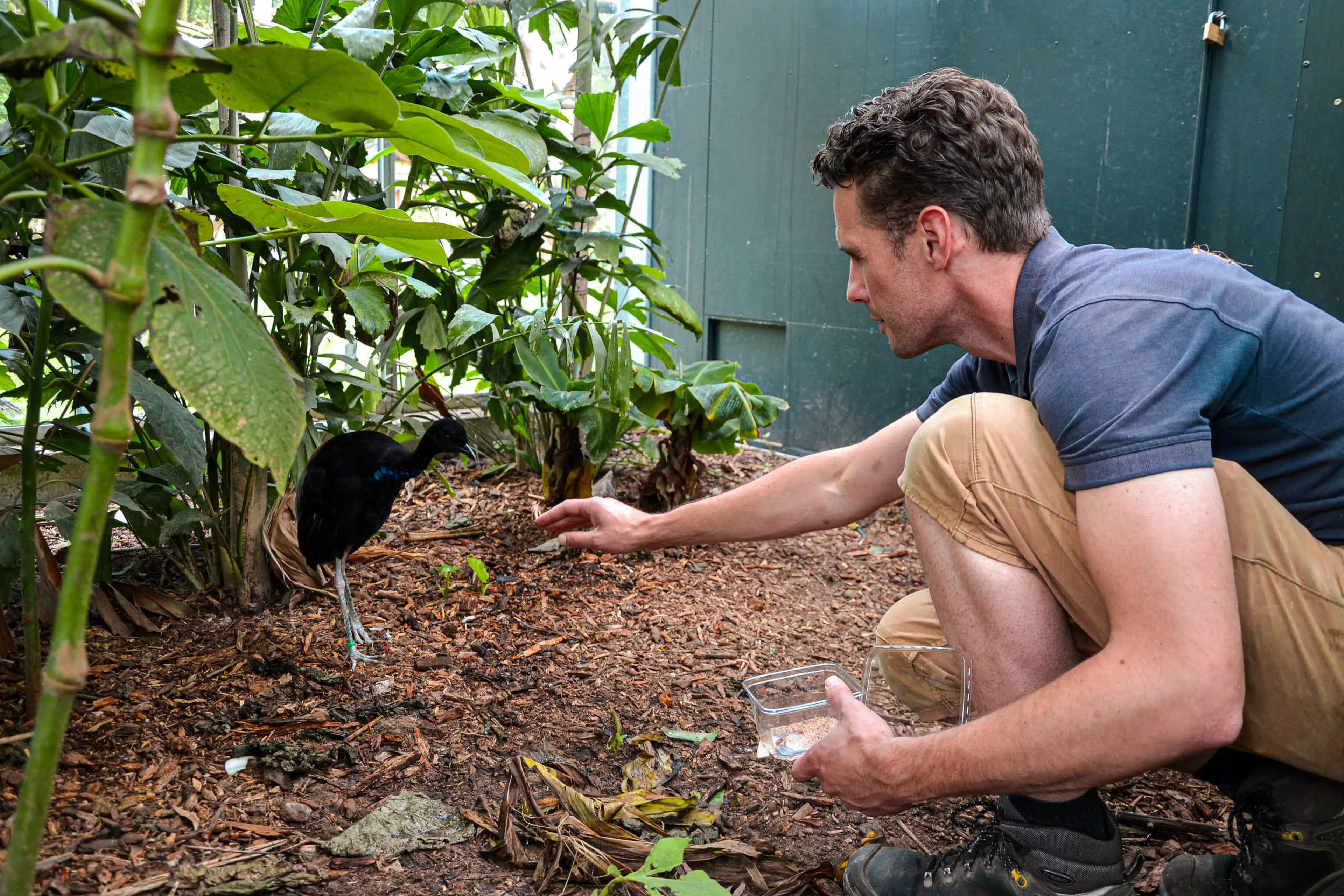 Kijkje achter de schermen dierverzorger bij tromptevogel grijsvleugel ZooParc Overloon