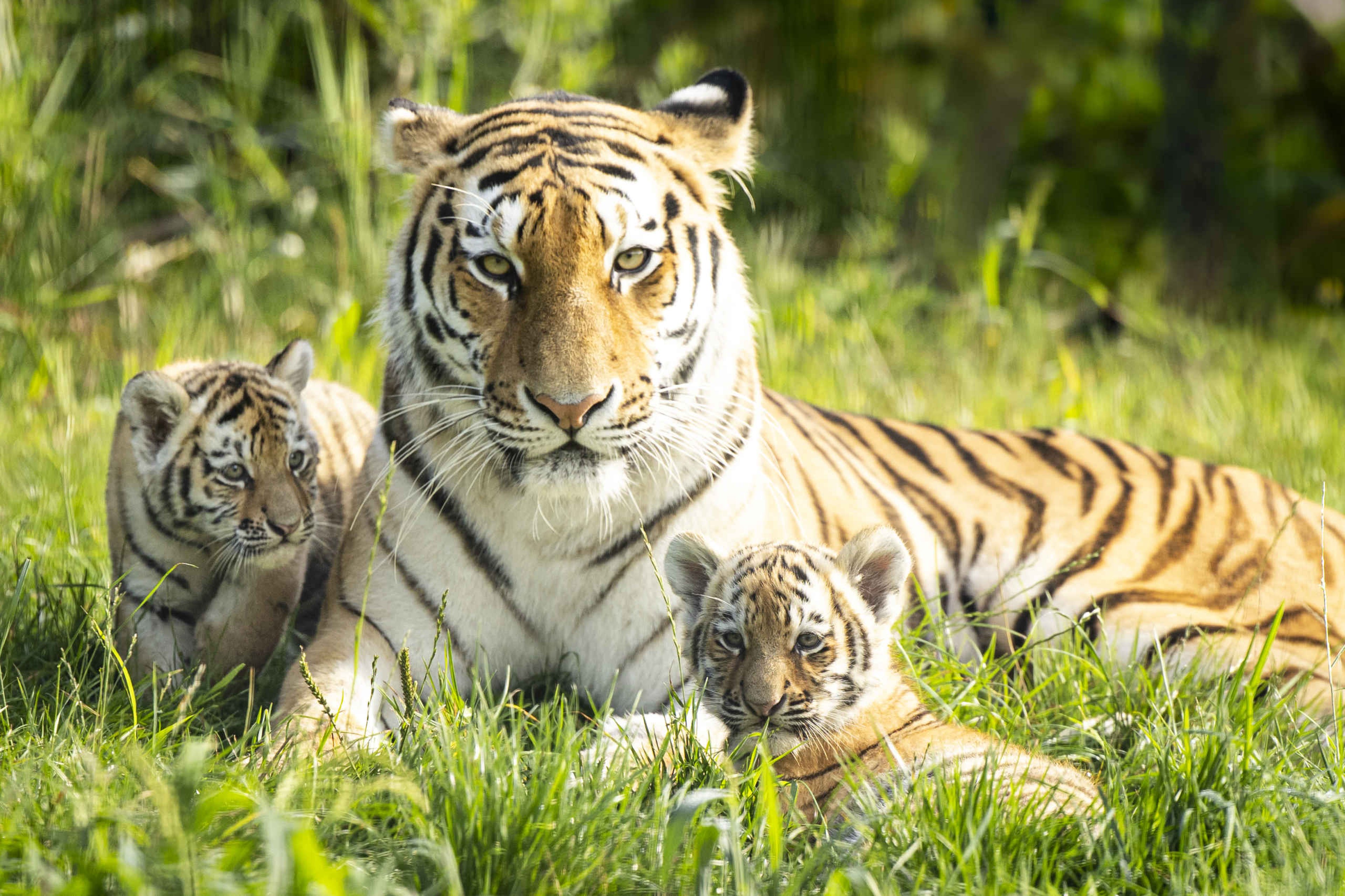Een amoertijger met haar welpen bij AquaZoo Leeuwarden.