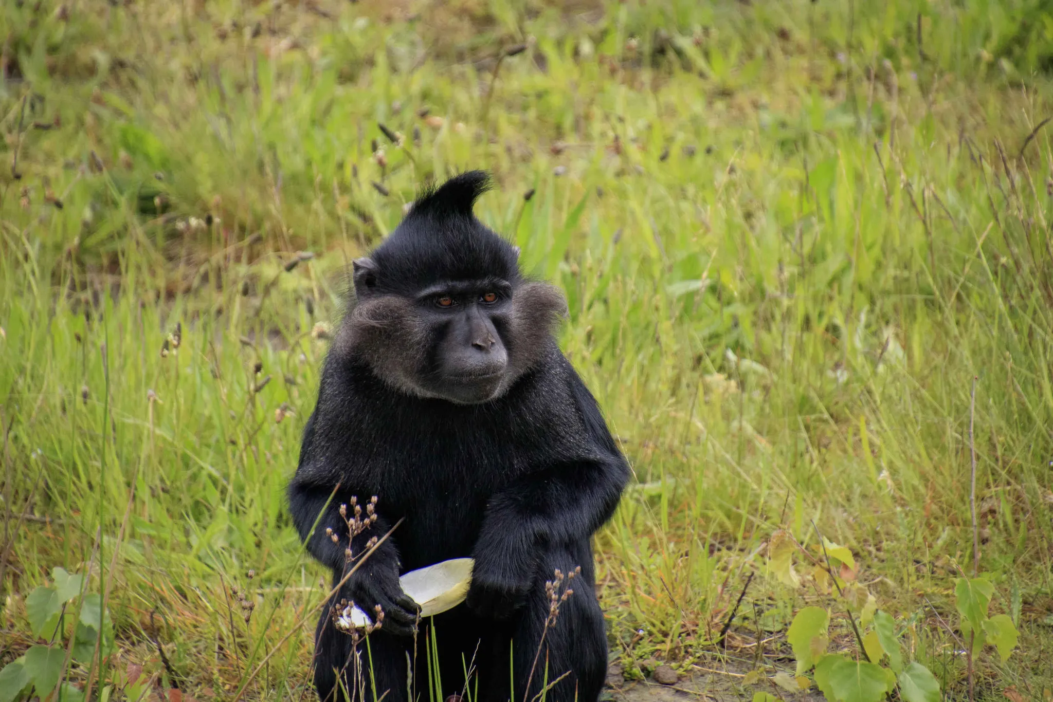 Kuifmangabey zittend met voedsel in het gras in Safaripark Beekse Bergen