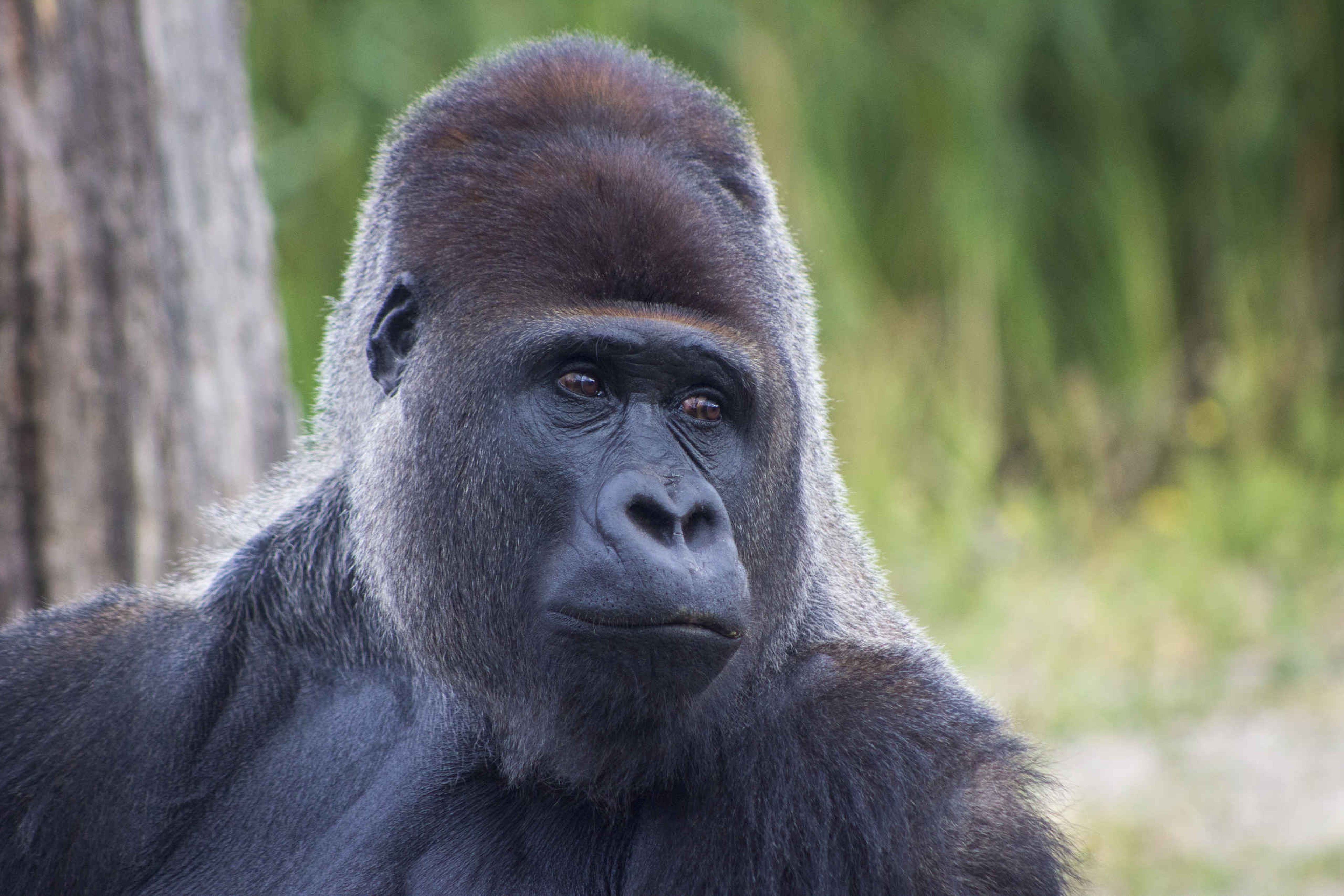 Een close-up van een gorilla bij Safaripark Beekse Bergen