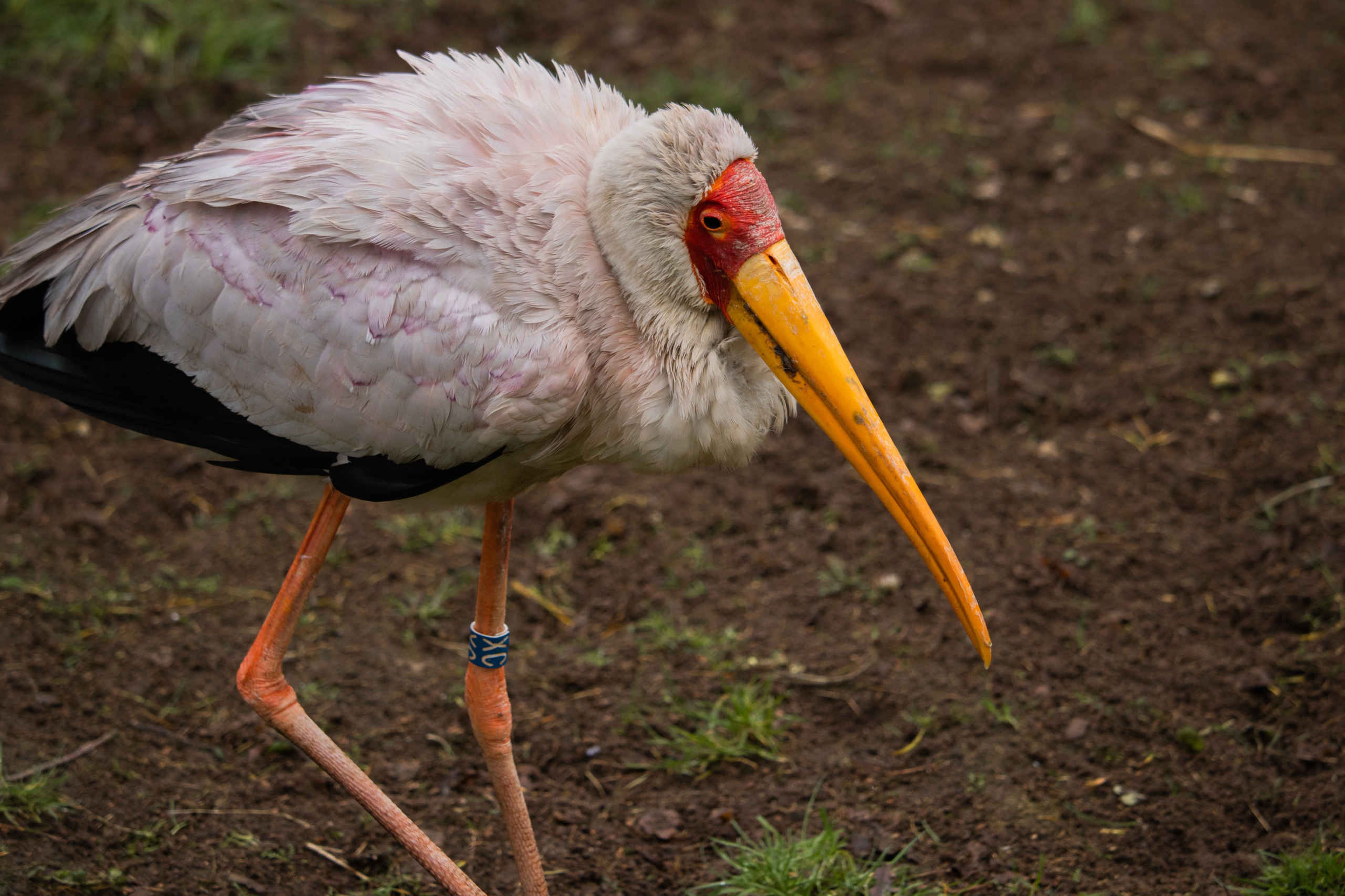 Nimmerzat in Safaripark Beekse Bergen