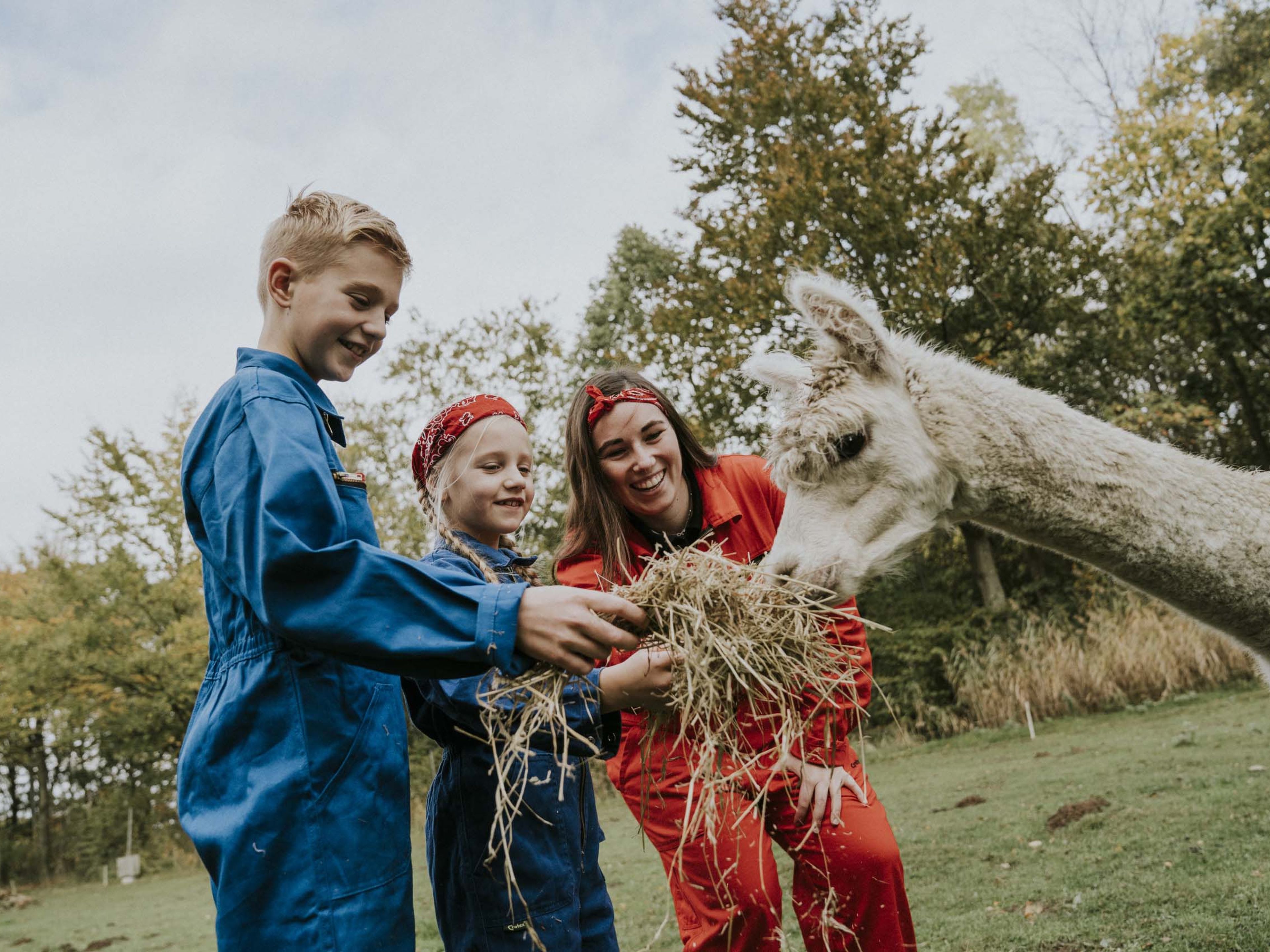 Kinderen en dierenverzorger voeren een alpaca in de kinderboerderij van Vakantiepark Dierenbos