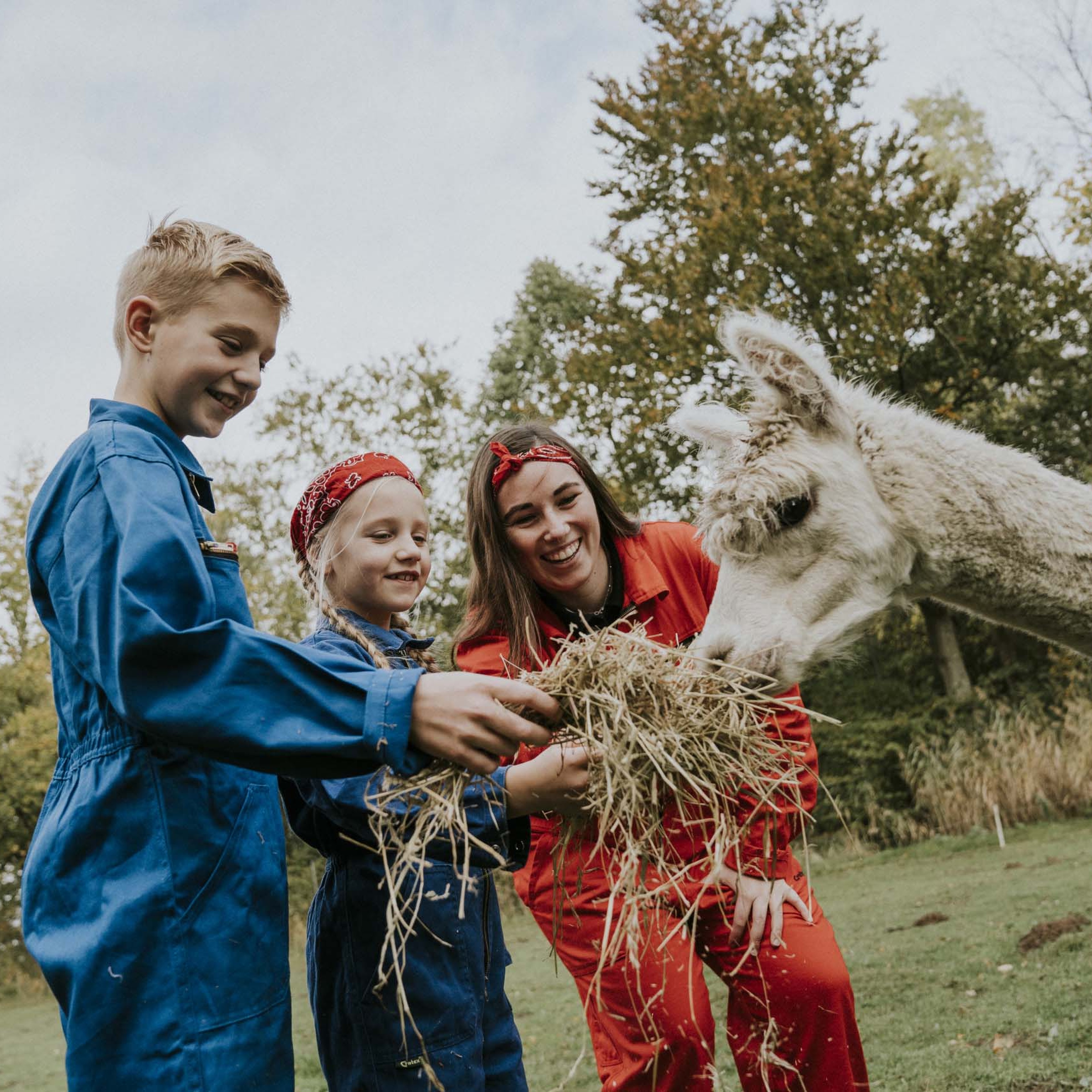 Kinderen en dierenverzorger voeren een alpaca in de kinderboerderij van Vakantiepark Dierenbos