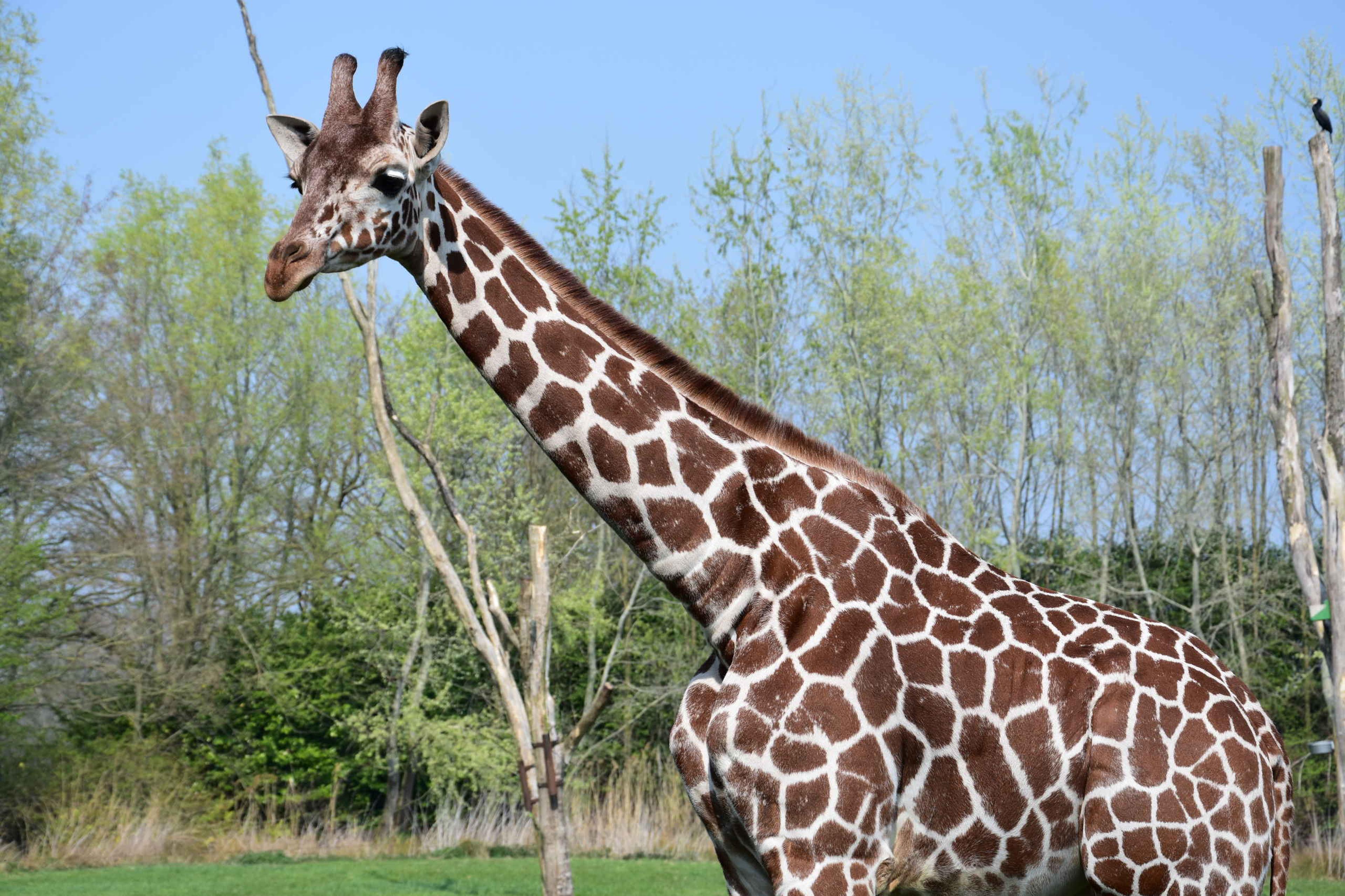 Netgiraffe close-up op grasveld ZooParc Overloon