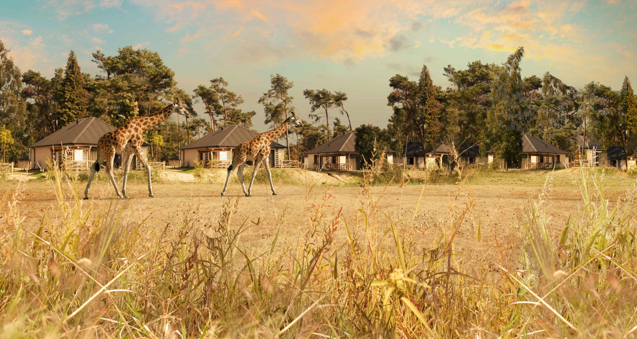 Giraffen op de savanne van Safari Resort Beekse Bergen