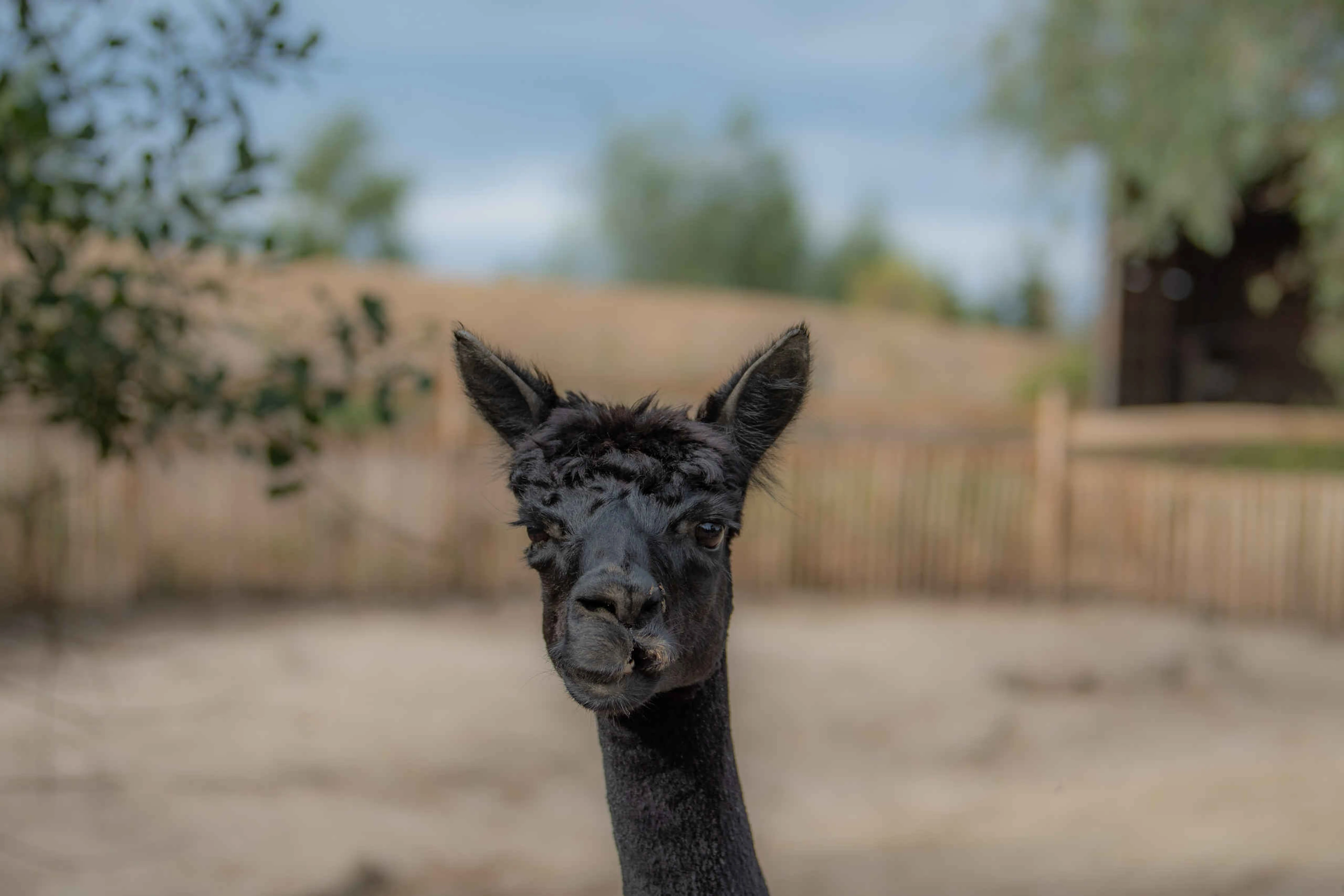 Alpaca close-up in Eindhoven Zoo