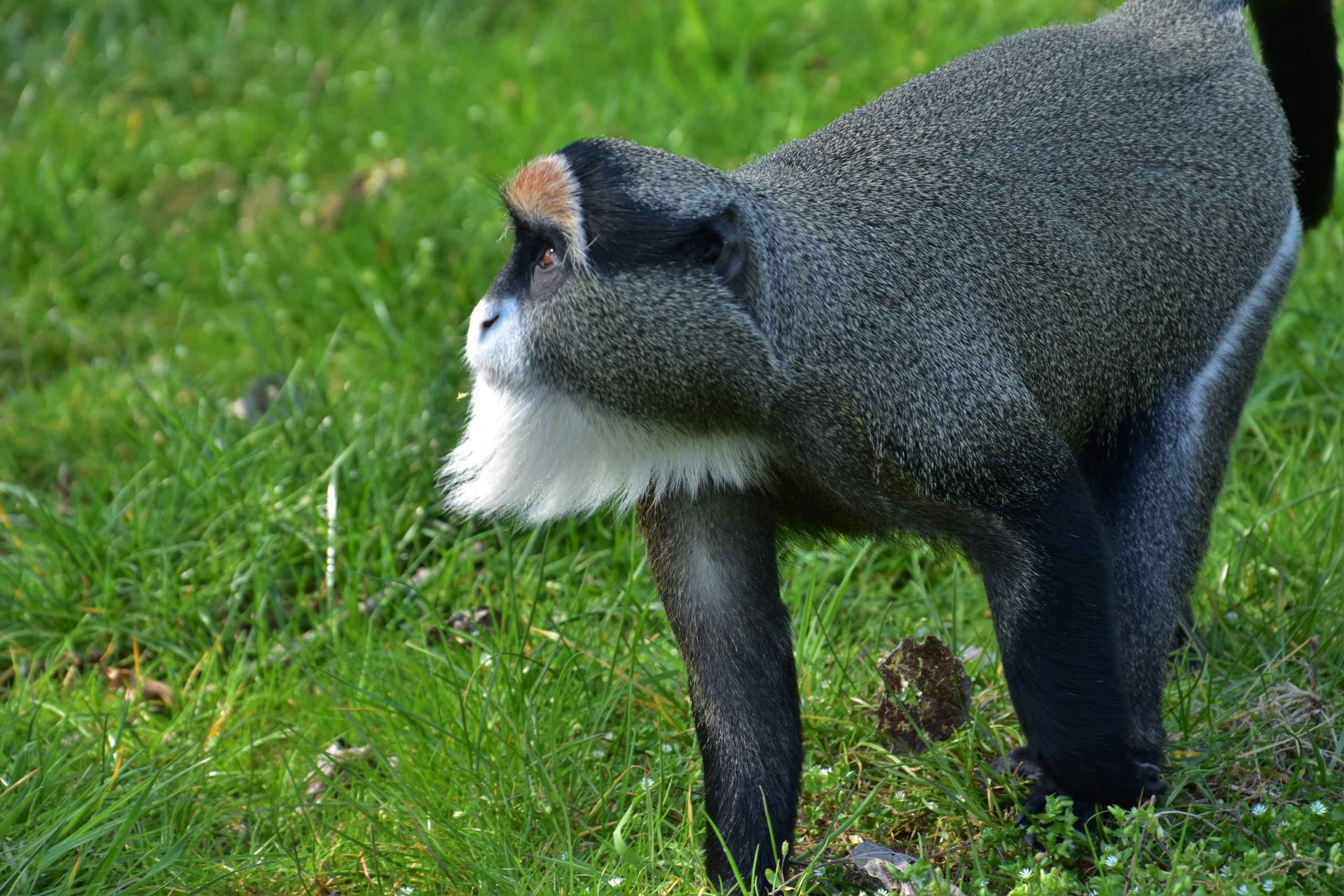 Brazzameerkat op gras ZooParc Overloon