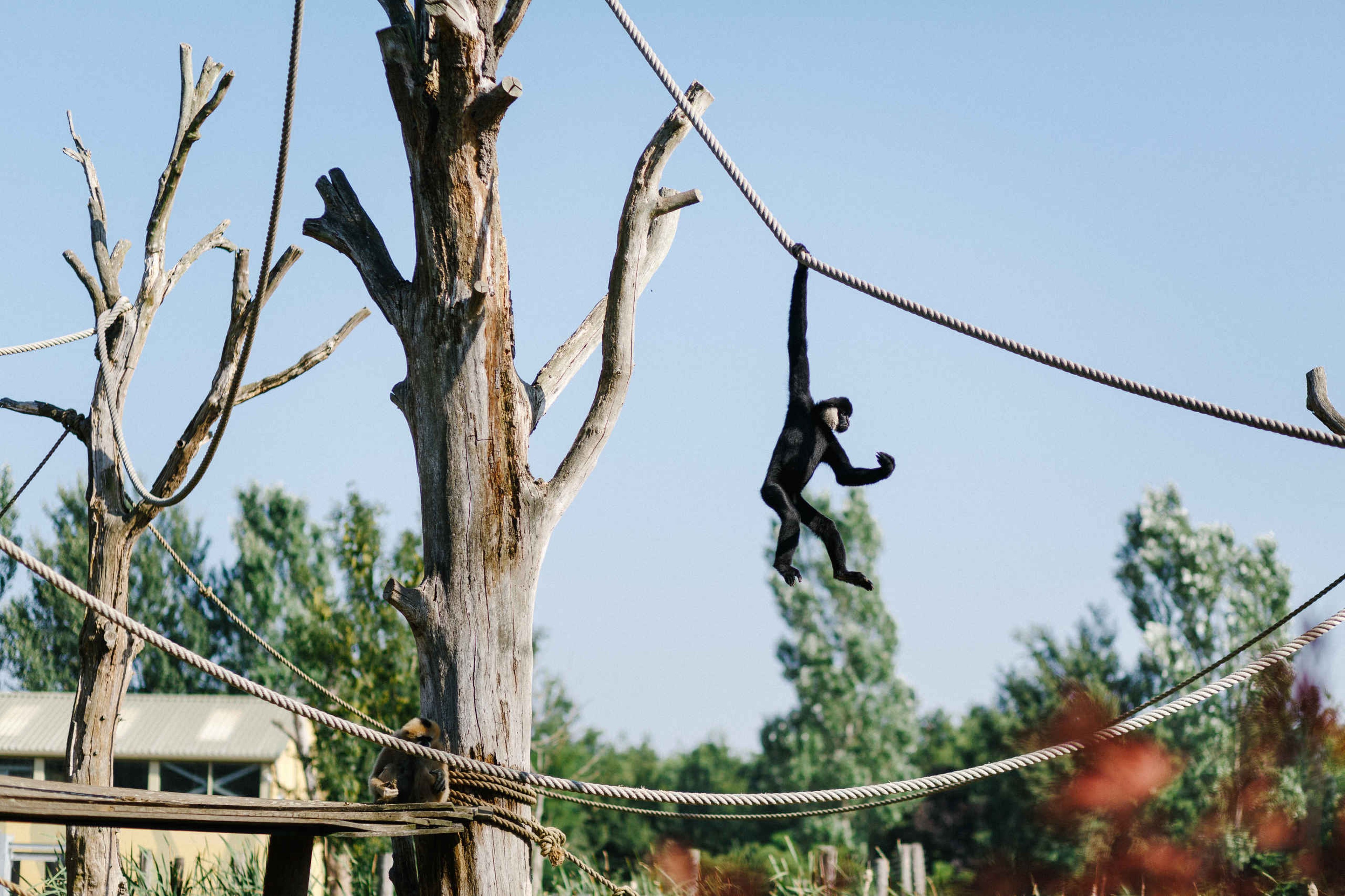 Gibbon aan het slingeren in Eindhoven Zoo
