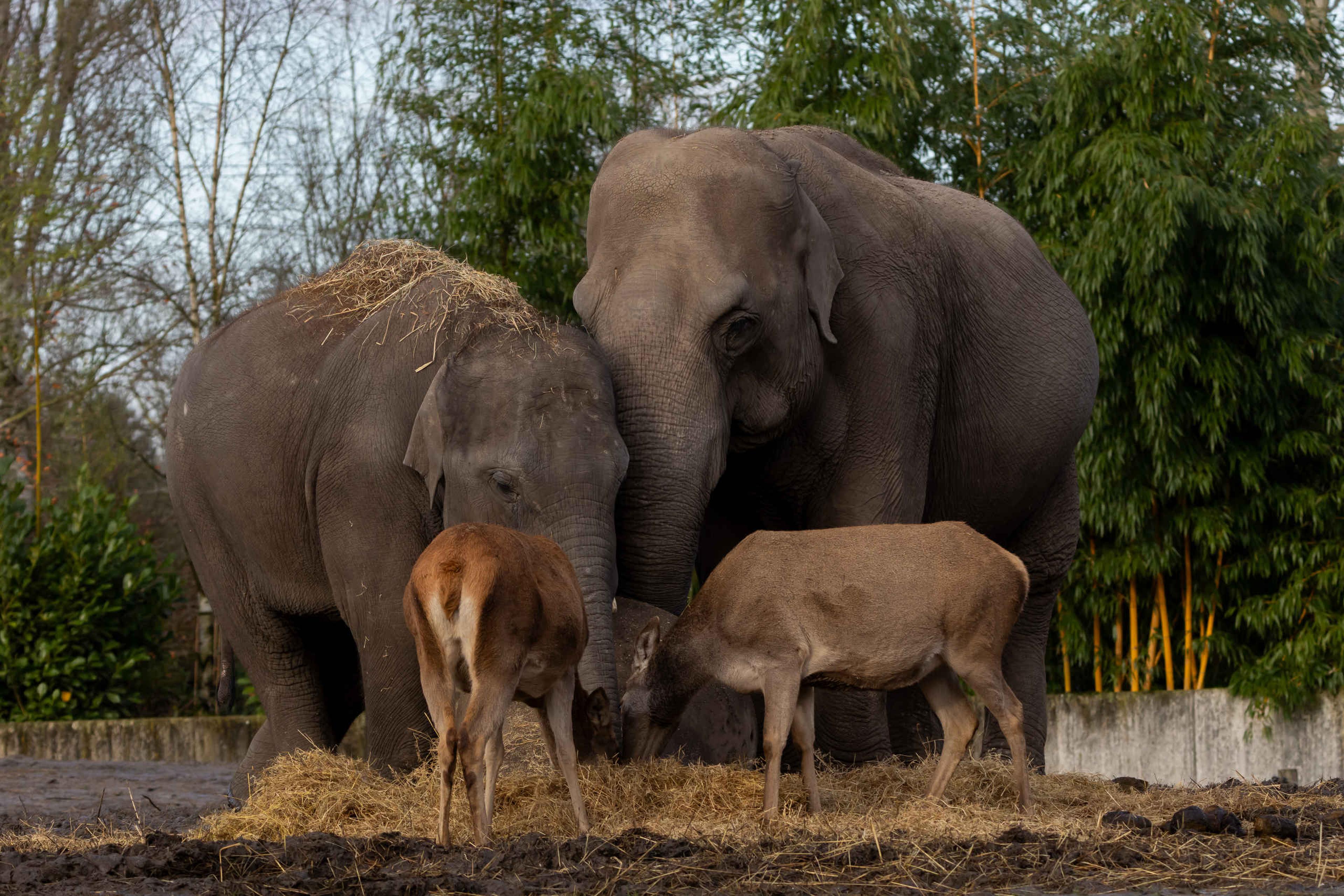 Aziatische olifanten en edelherten zijn samen aan het eten bij Eindhoven Zoo.