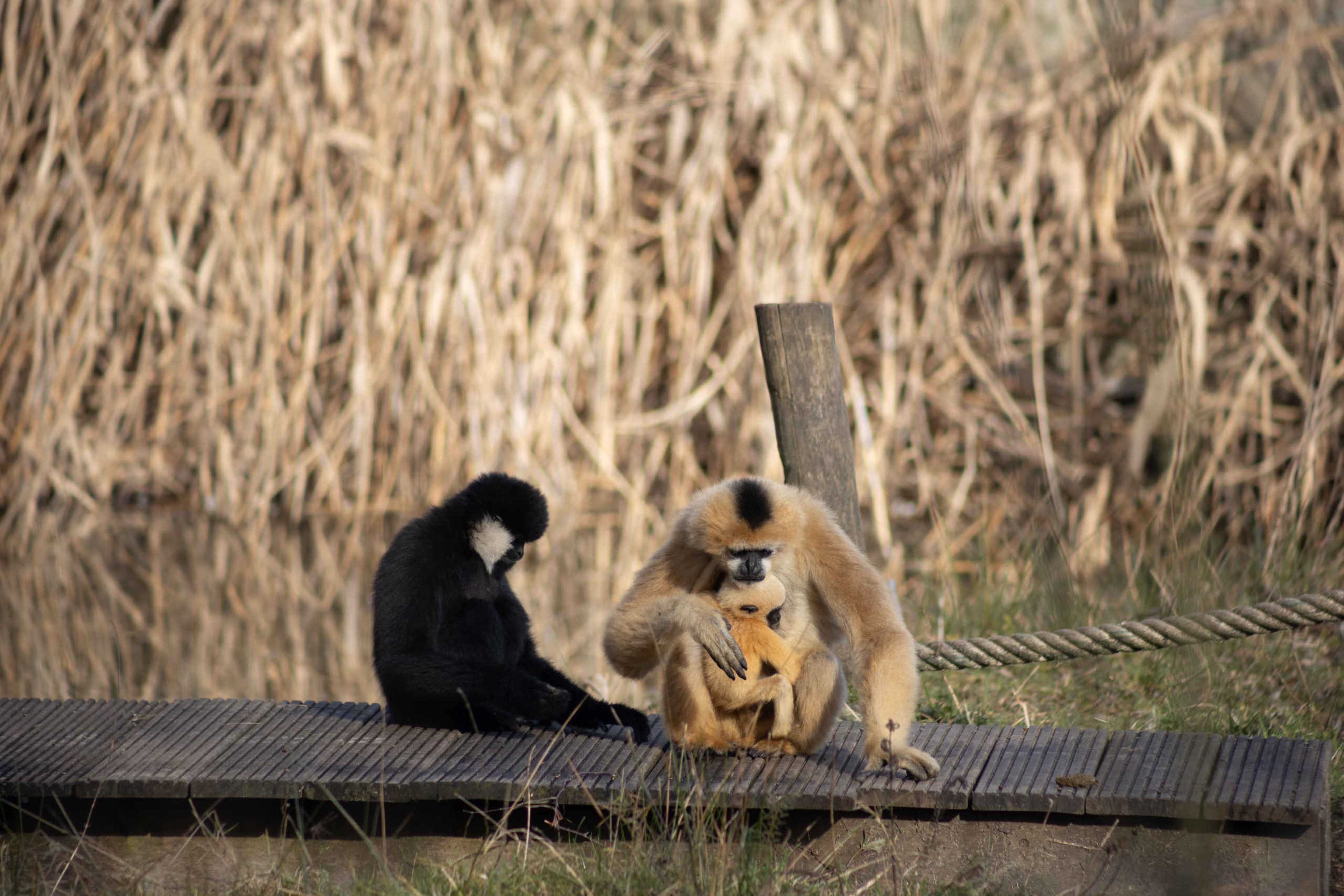 Twee witwanggibbons en een jong bij Eindhoven Zoo.