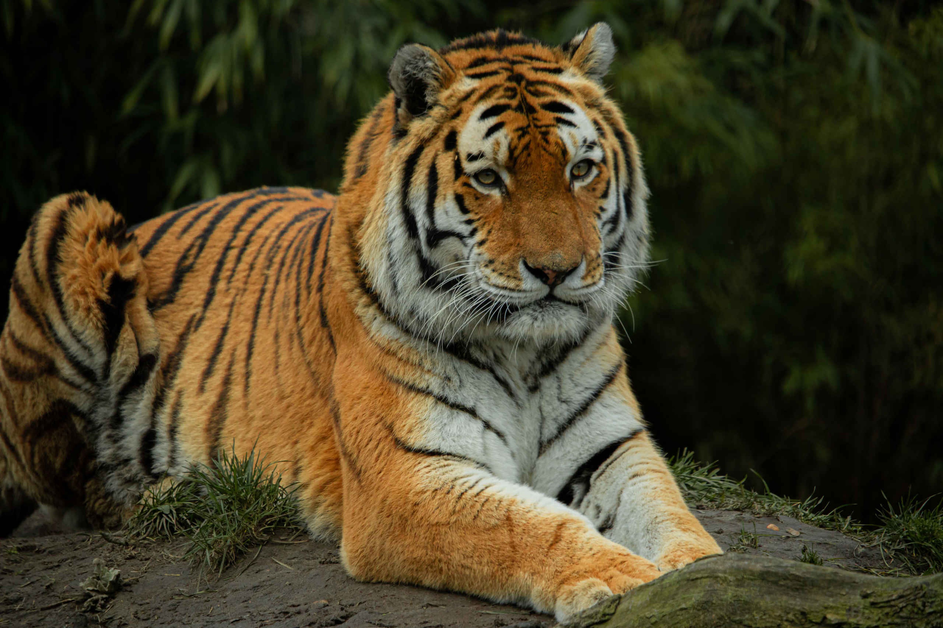 Een amoertijger ligt in het gras bij Eindhoven Zoo.