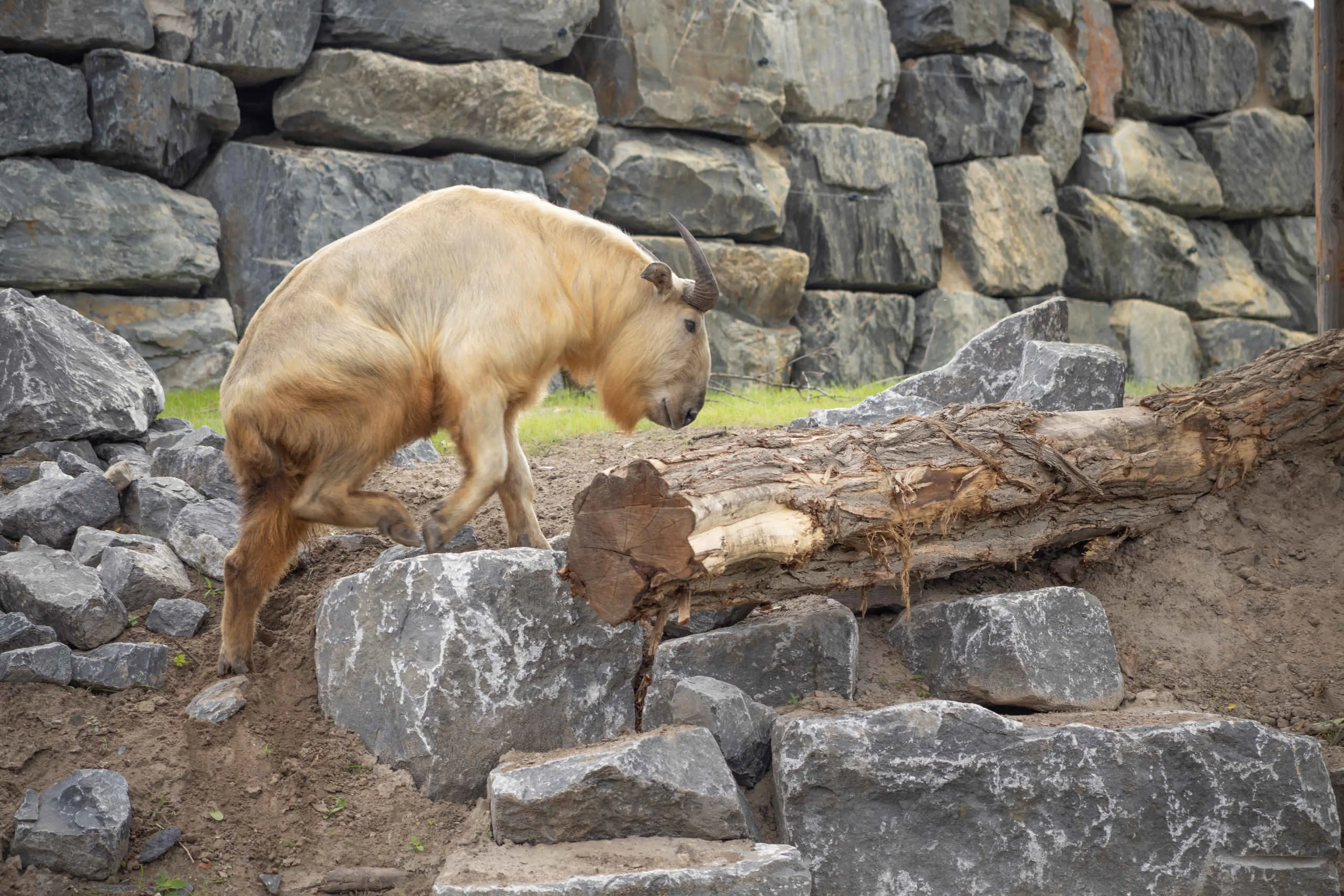 Een gouden takin klimt over de rotsen in het nieuwe verblijf in Eindhoven Zoo.