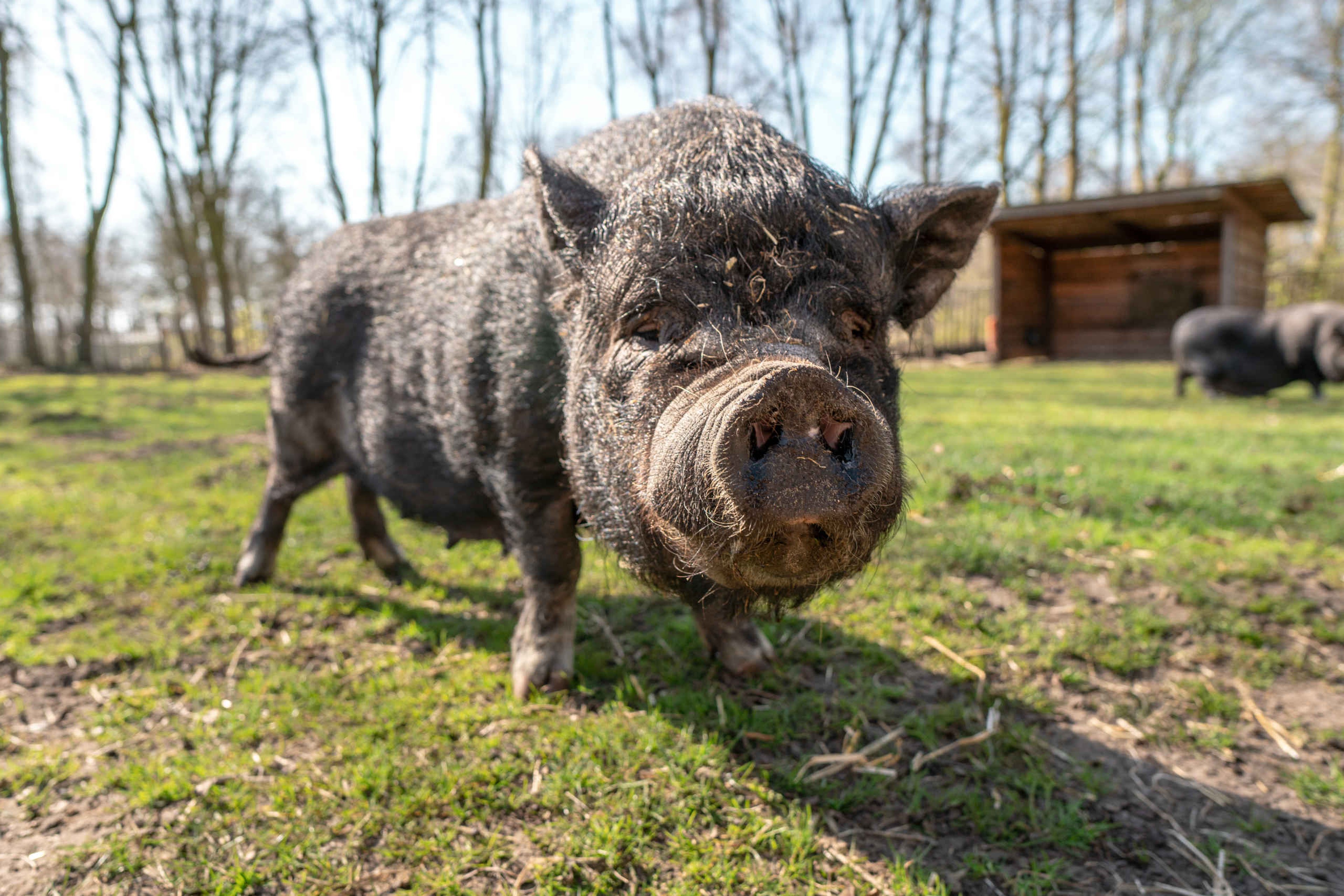 Hangbuikzwijn bij de kinderboerderij van Dierenbos