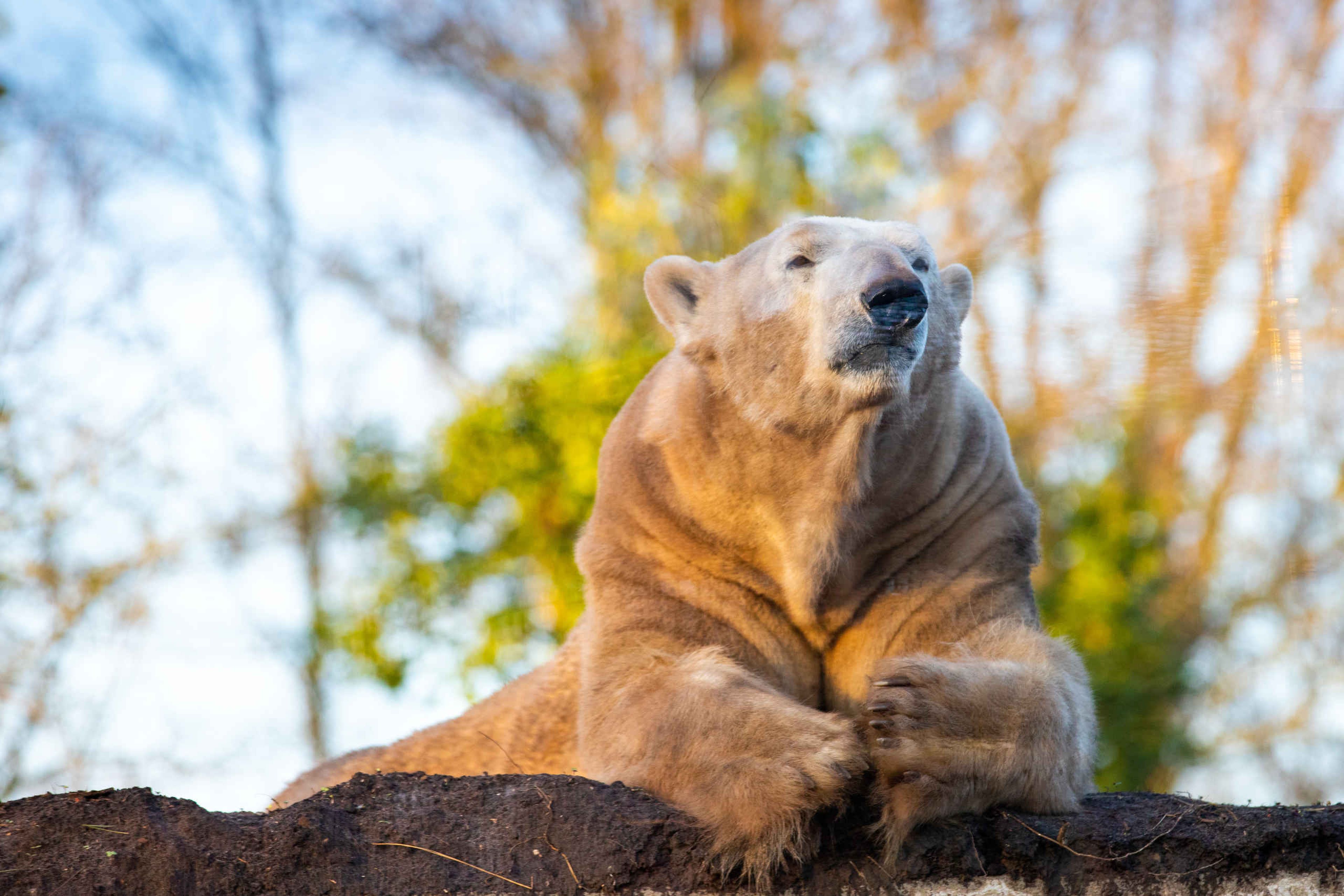IJsbeer bovenop berg AquaZoo Leeuwarden
