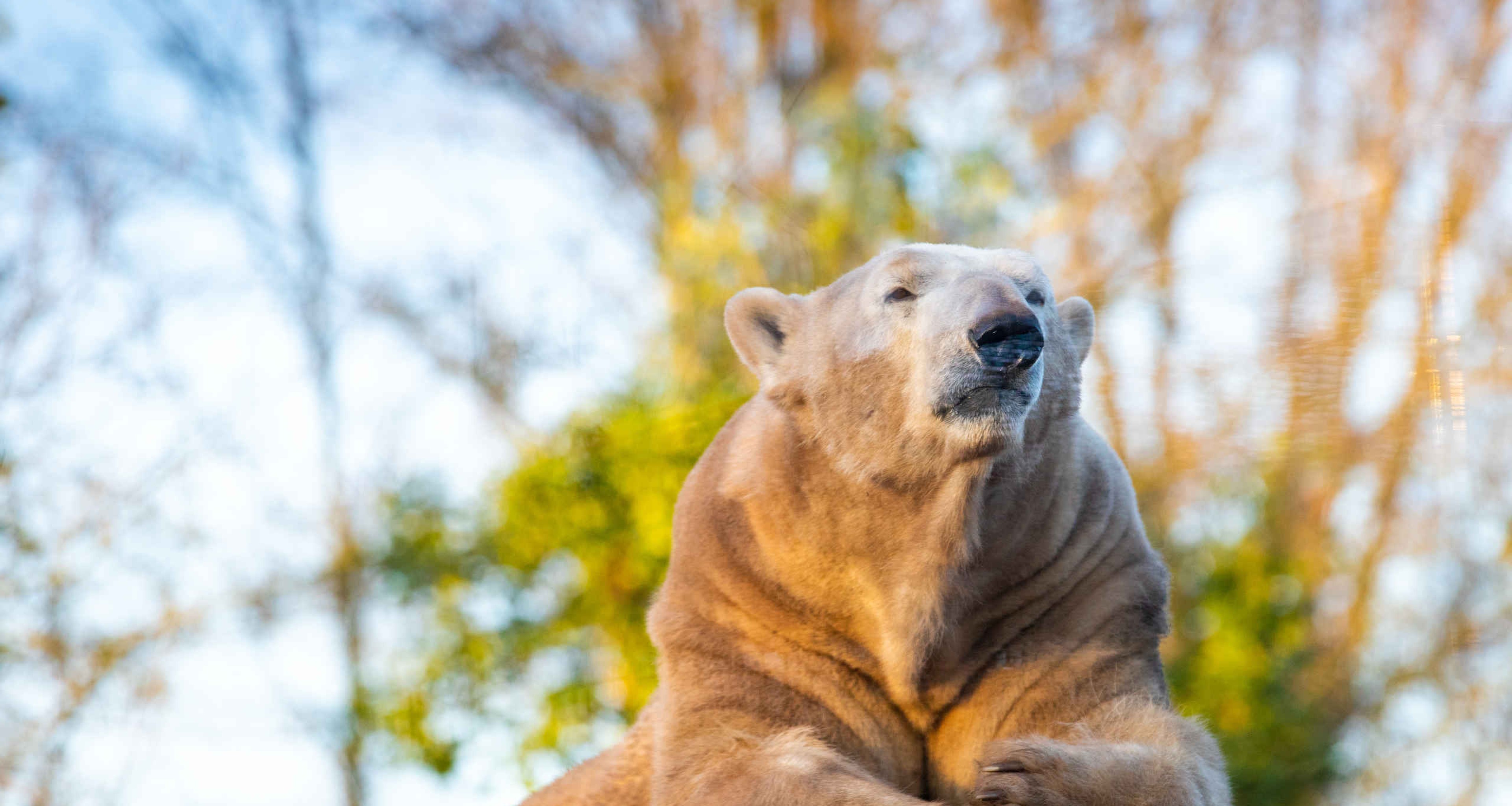 IJsbeer bovenop berg AquaZoo Leeuwarden