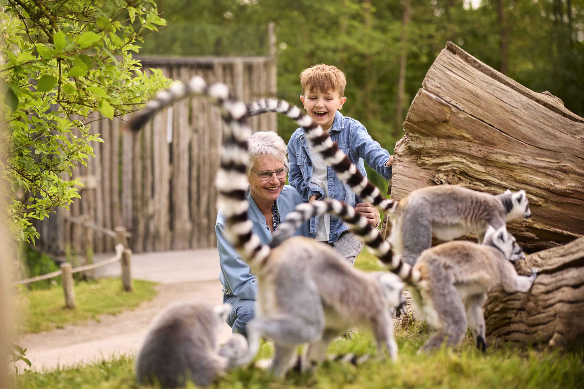 Grootouder met kind bij de ringstaartmaki in AquaZoo Leeuwarden