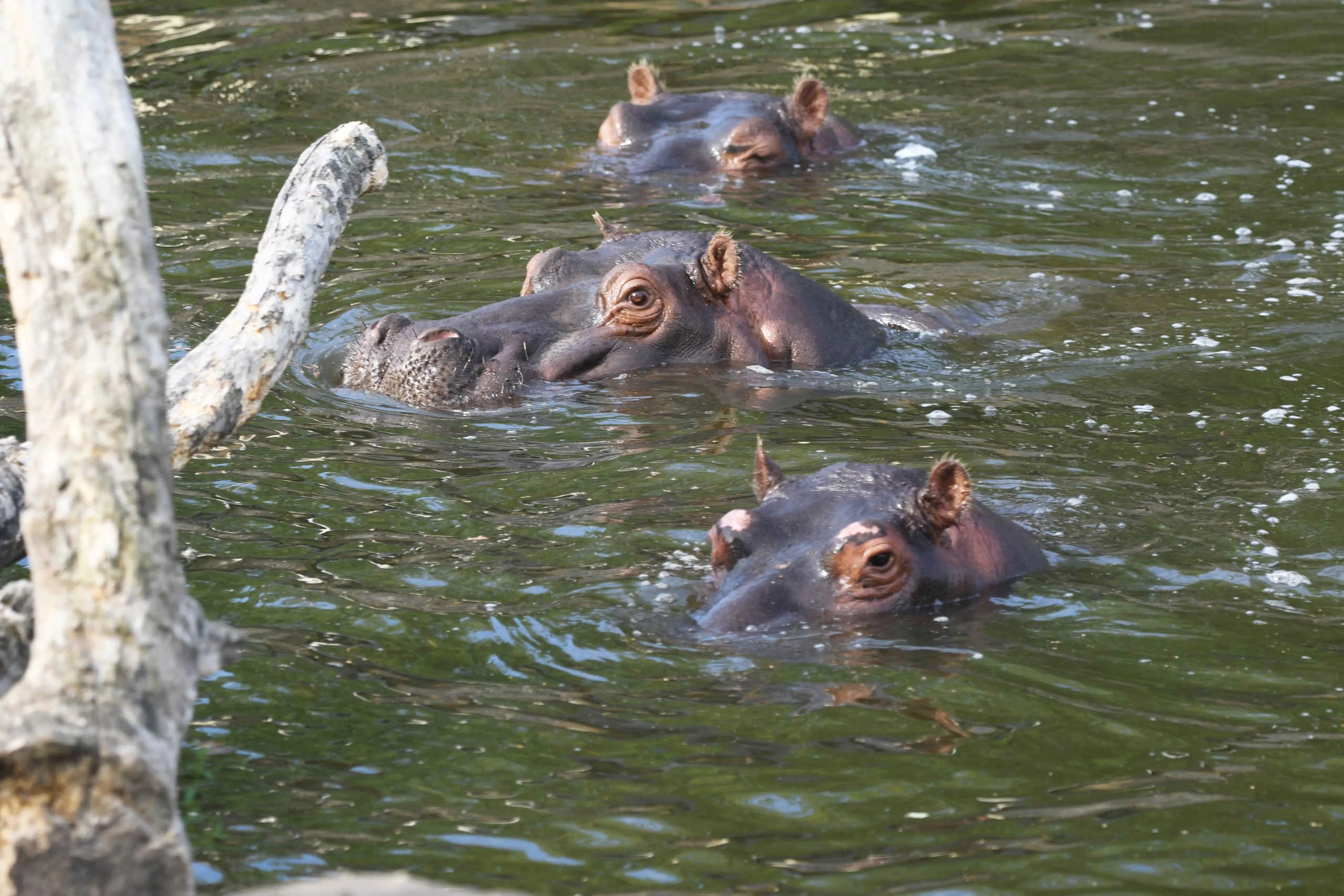 Meerdere nijlpaarden liggen samen in het water in Safaripark Beekse Bergen