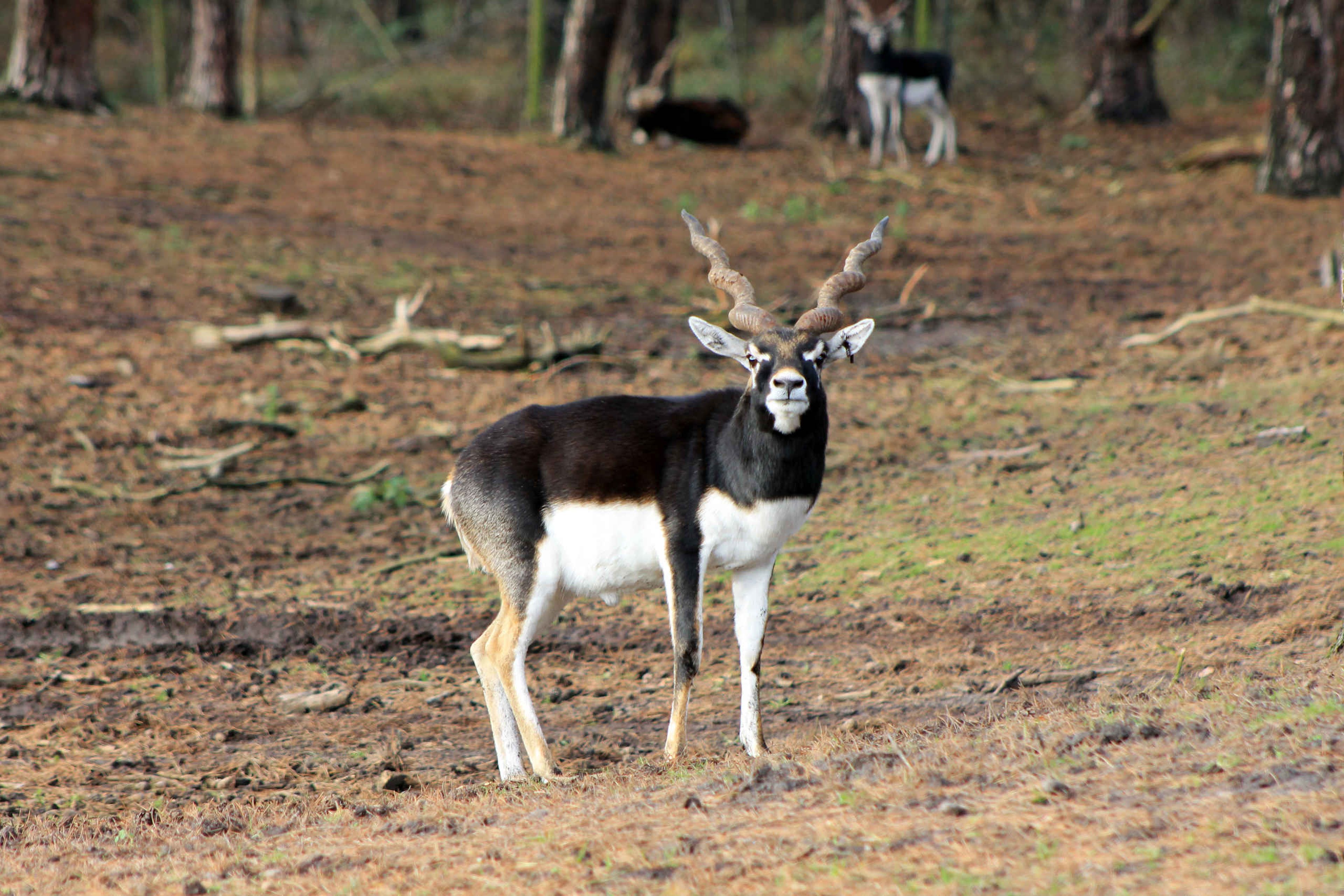 Indische antilope in buitenverbijf van Safaripark Beekse Bergen