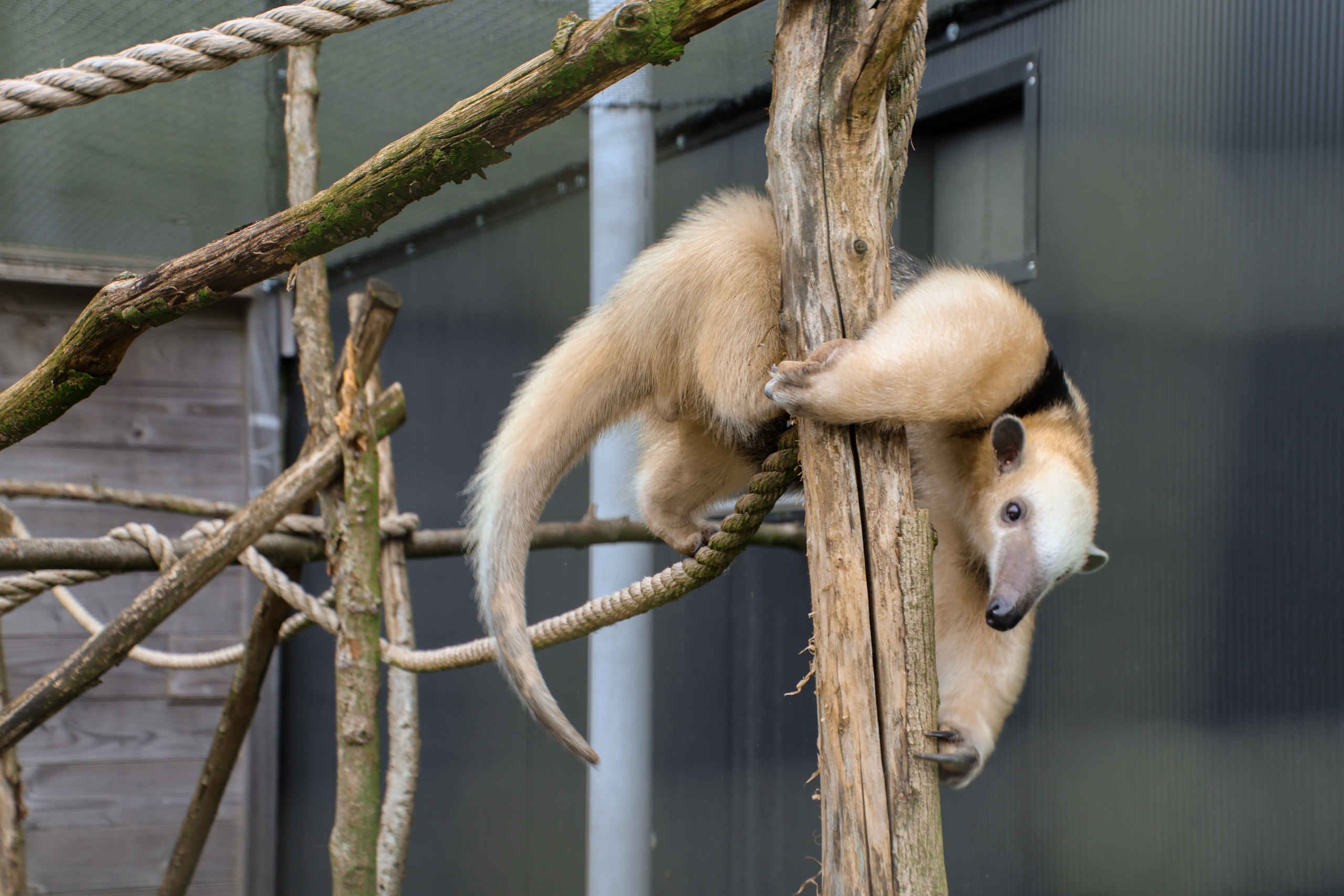 Dierverzorging tamandua op tak ZooParc Overloon