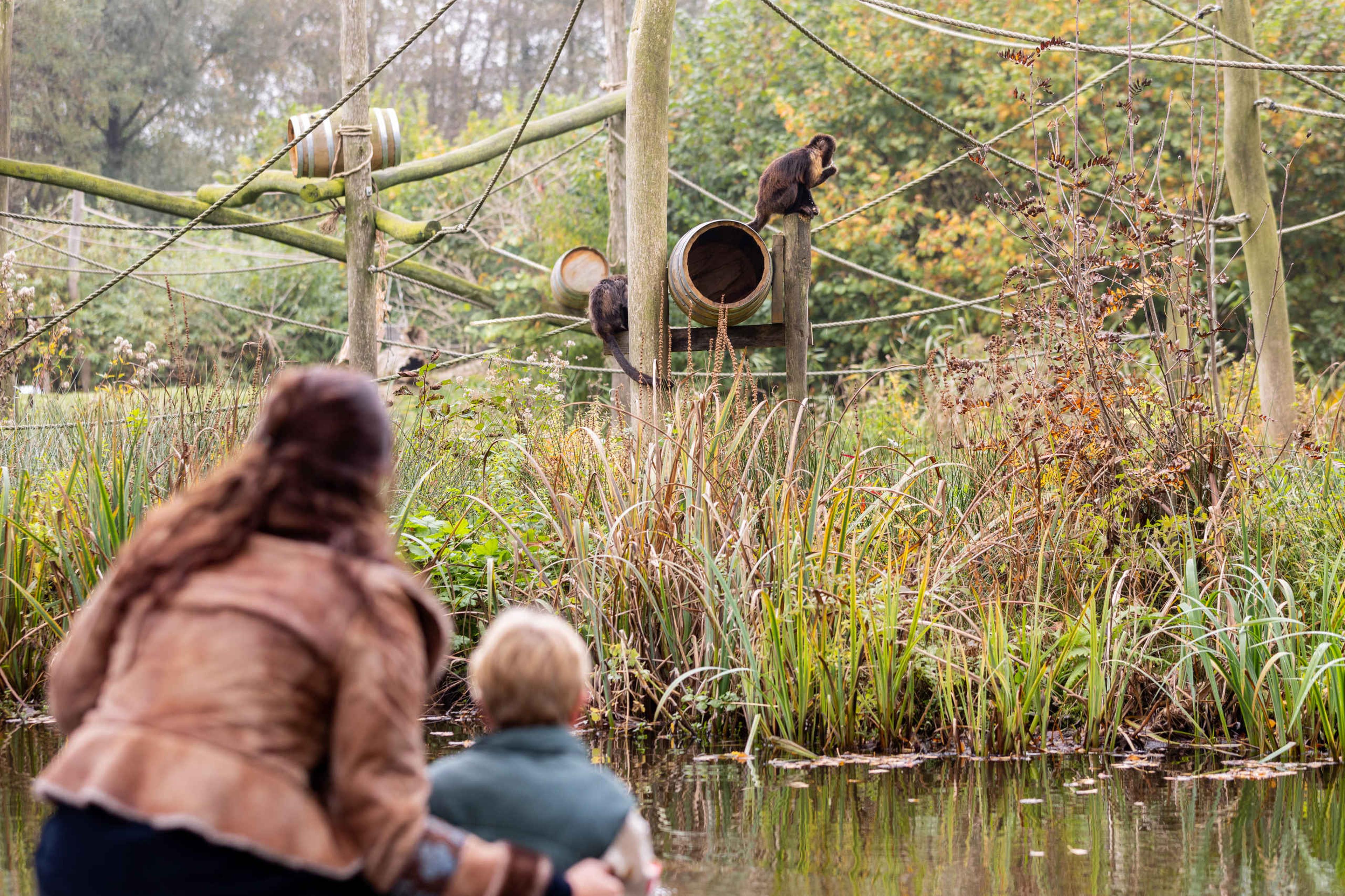 Herfst moeder met zoon bij de geelborstkapucijnaap in AquaZoo Leeuwarden