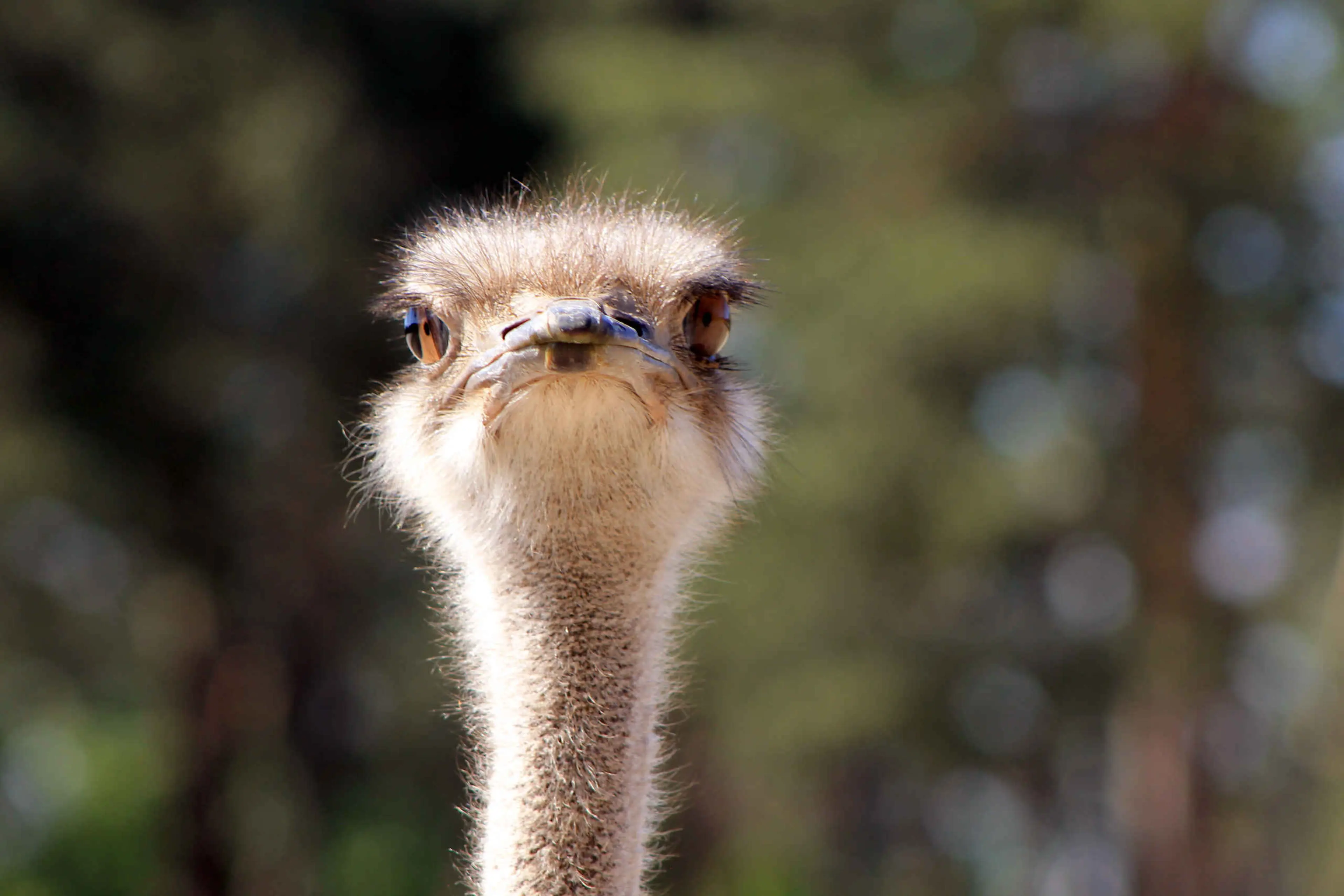 Struisvogel dier close-up Safaripark Beekse Bergen