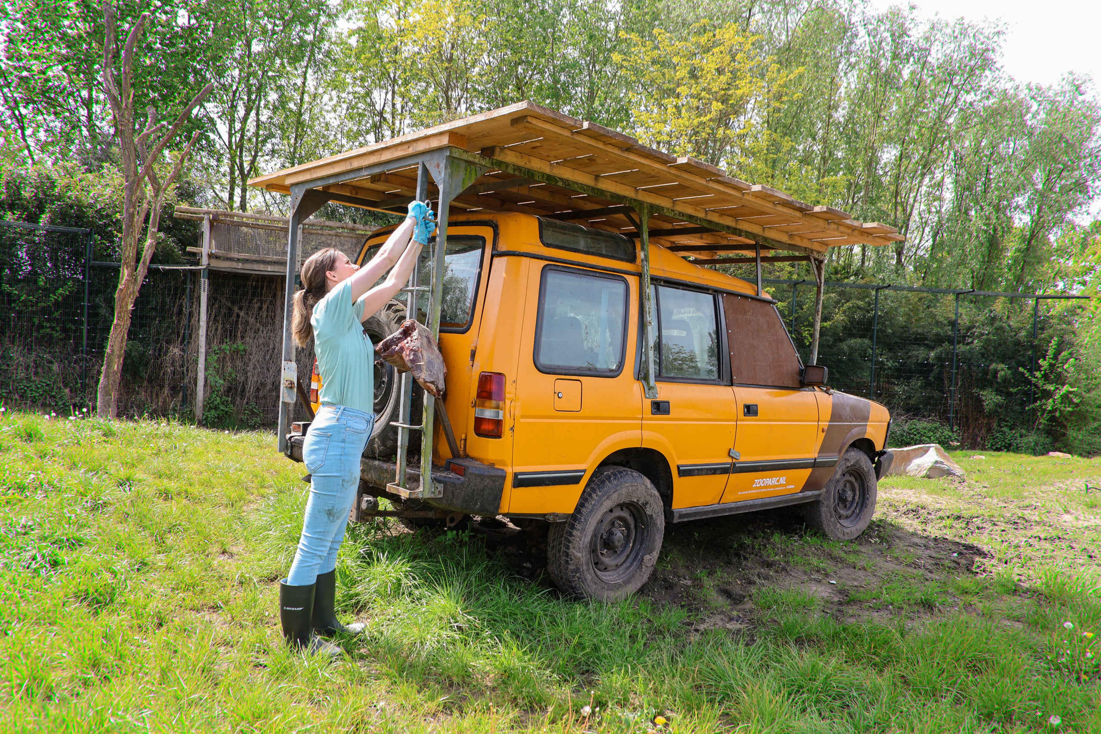Jeep dierverzorging voeren leeuwen keeper for a day ZooParc Overloon