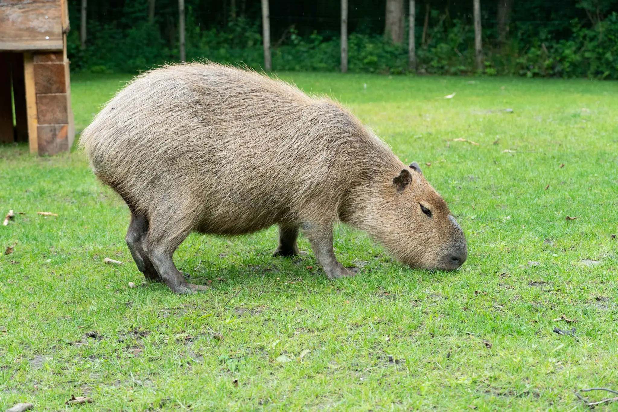 Capibara graast in het gras in AquaZoo Leeuwarden