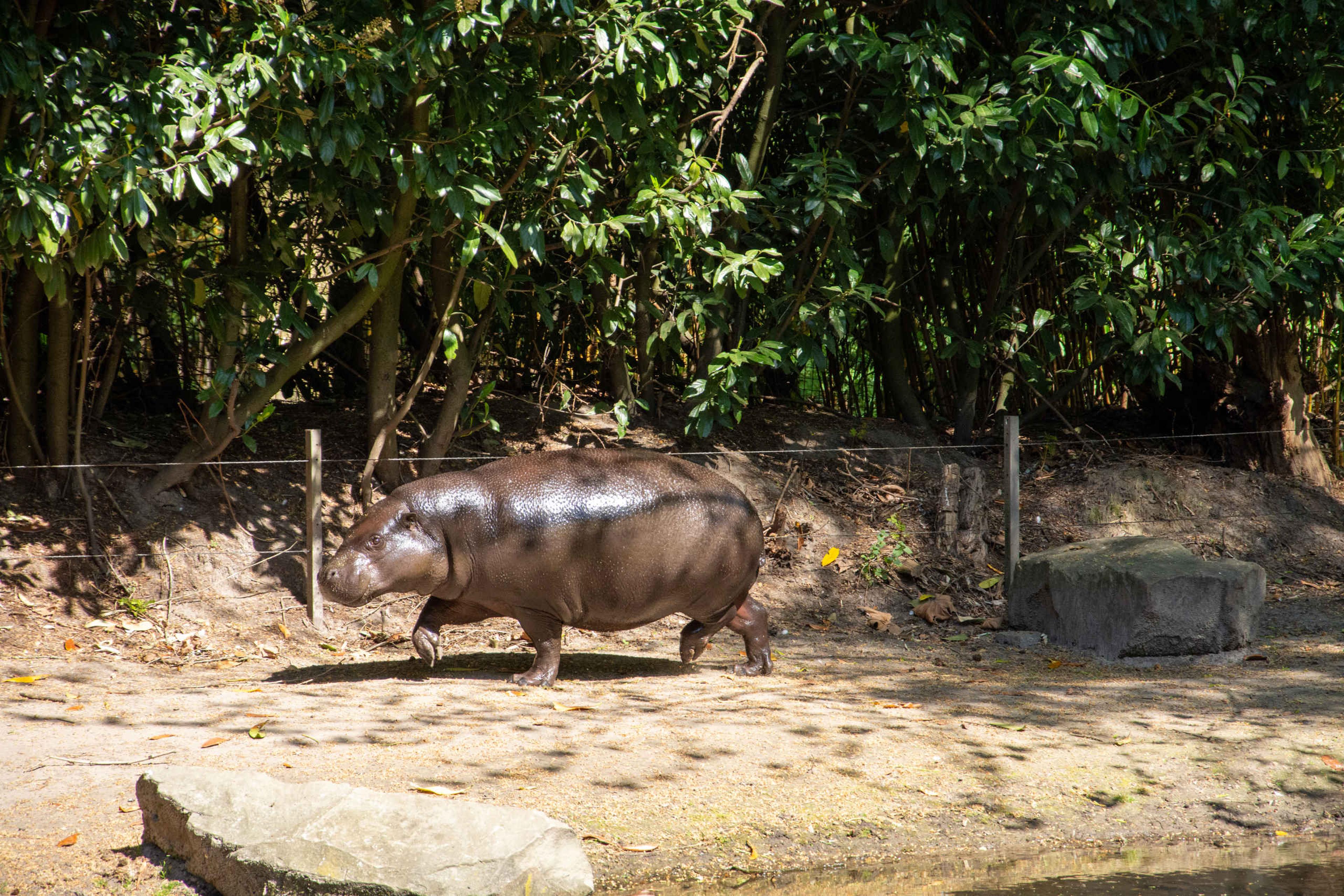Dwergnijlpaard loopt op land in ZooParc Overloon