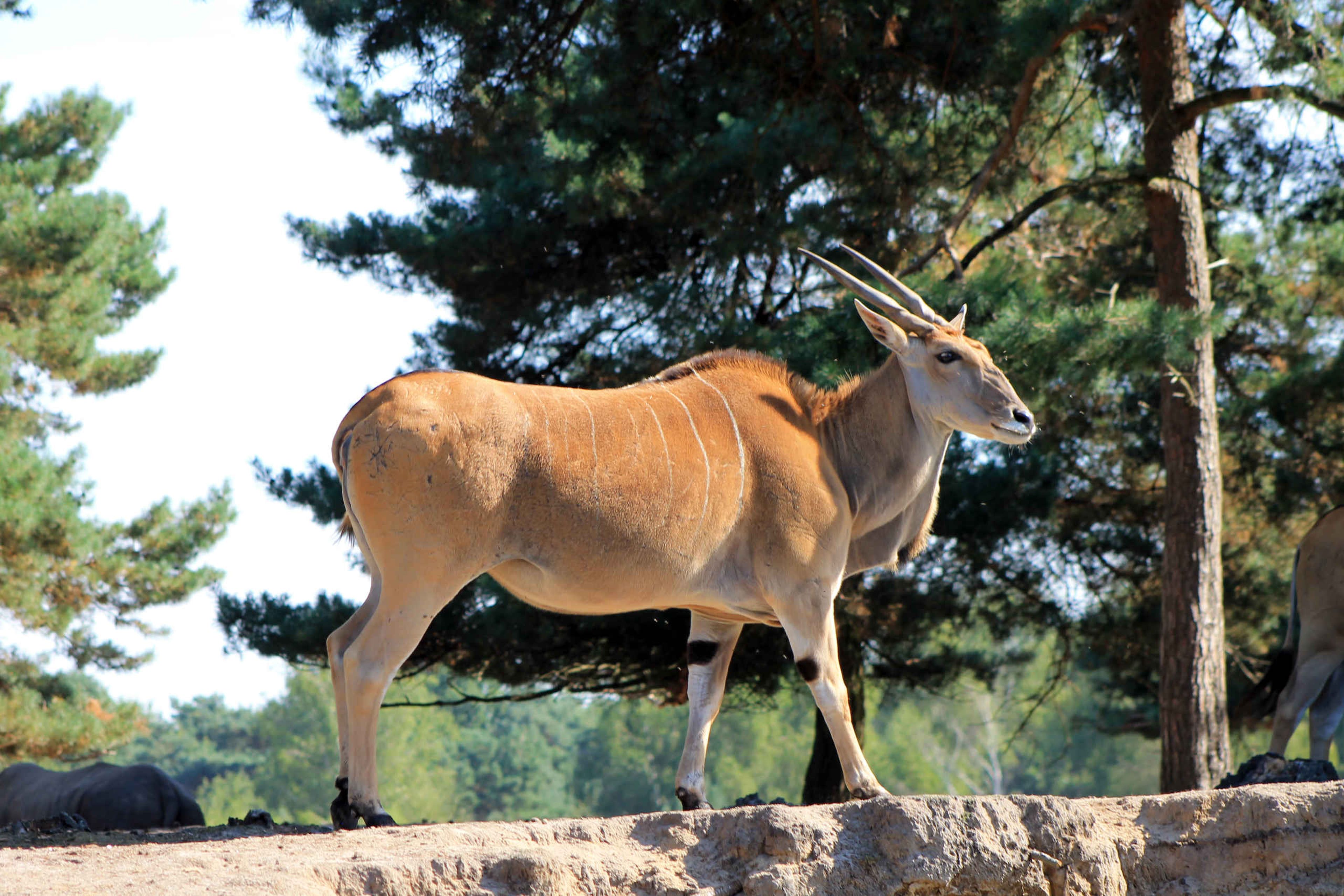 Elandantilope in Safaripark Beekse Bergen
