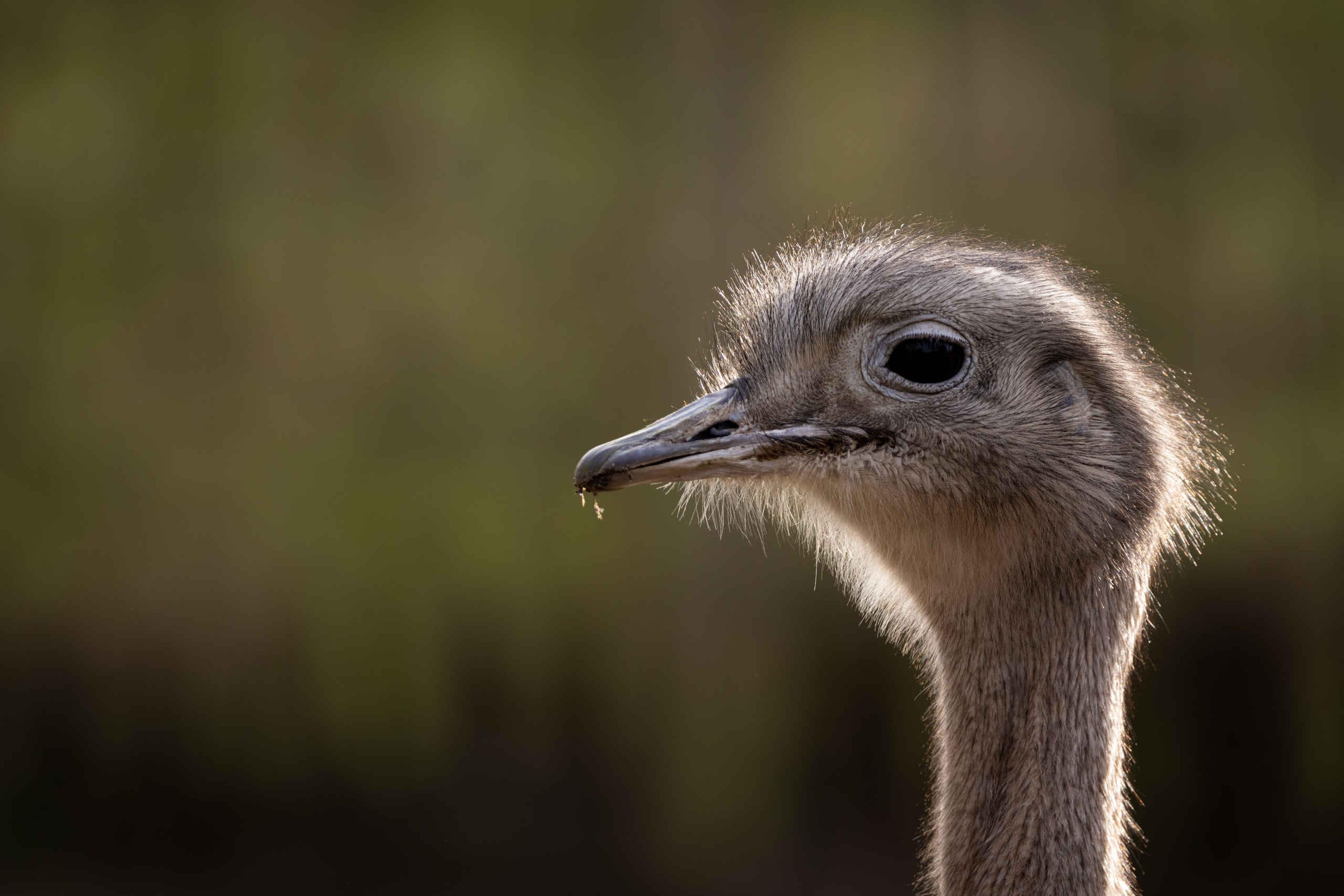 Een Darwins nandoe staat in de zon bij Eindhoven Zoo.