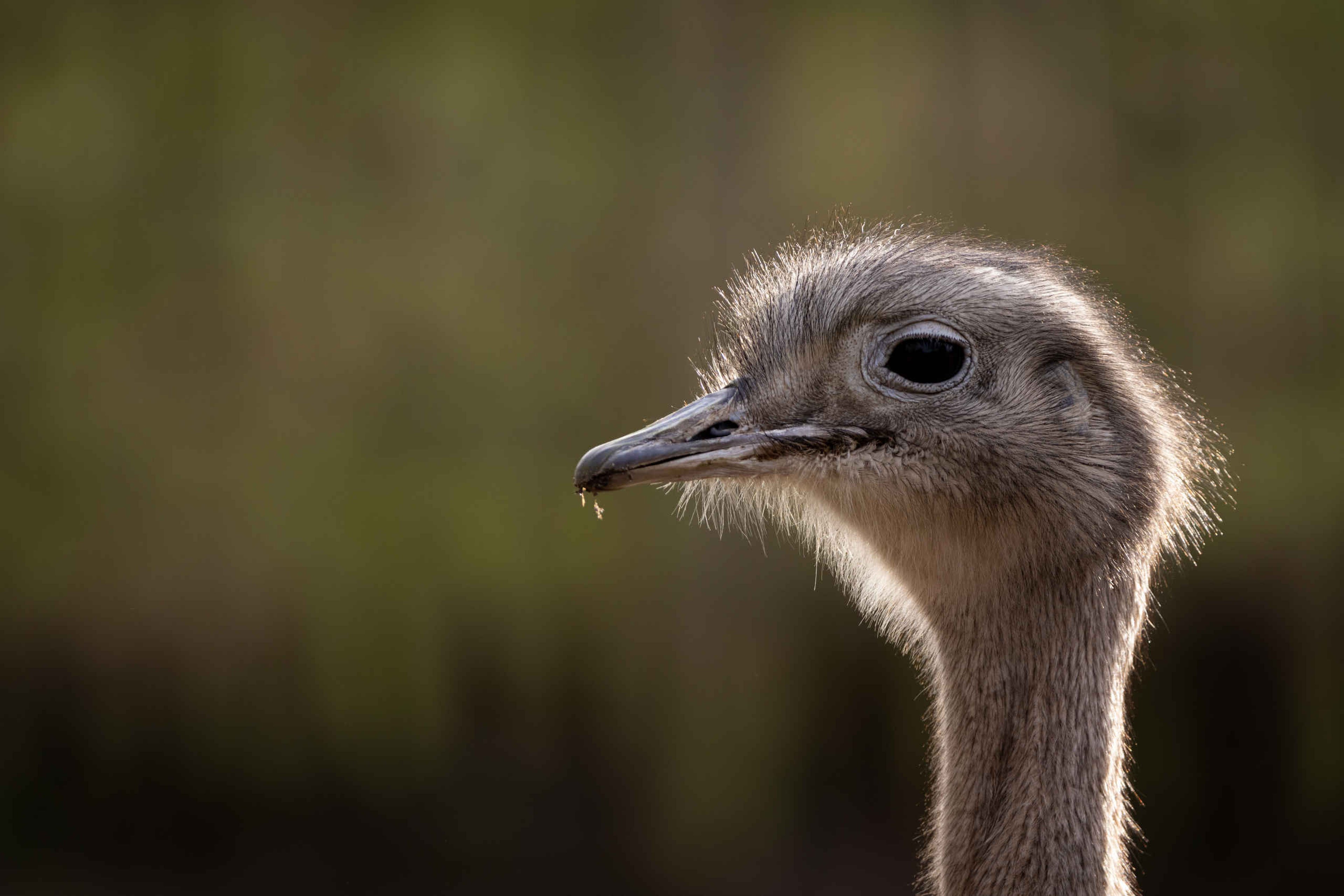 Een Darwins nandoe staat in de zon bij Eindhoven Zoo.