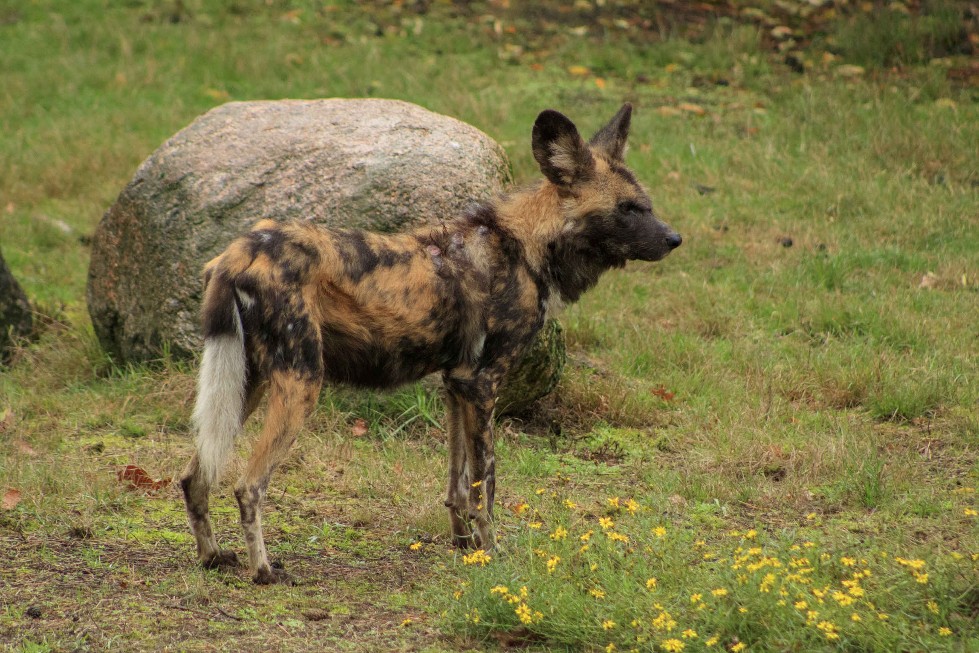 Afrikaanse wilde hond buitenverblijf Safaripark Beekse Bergen