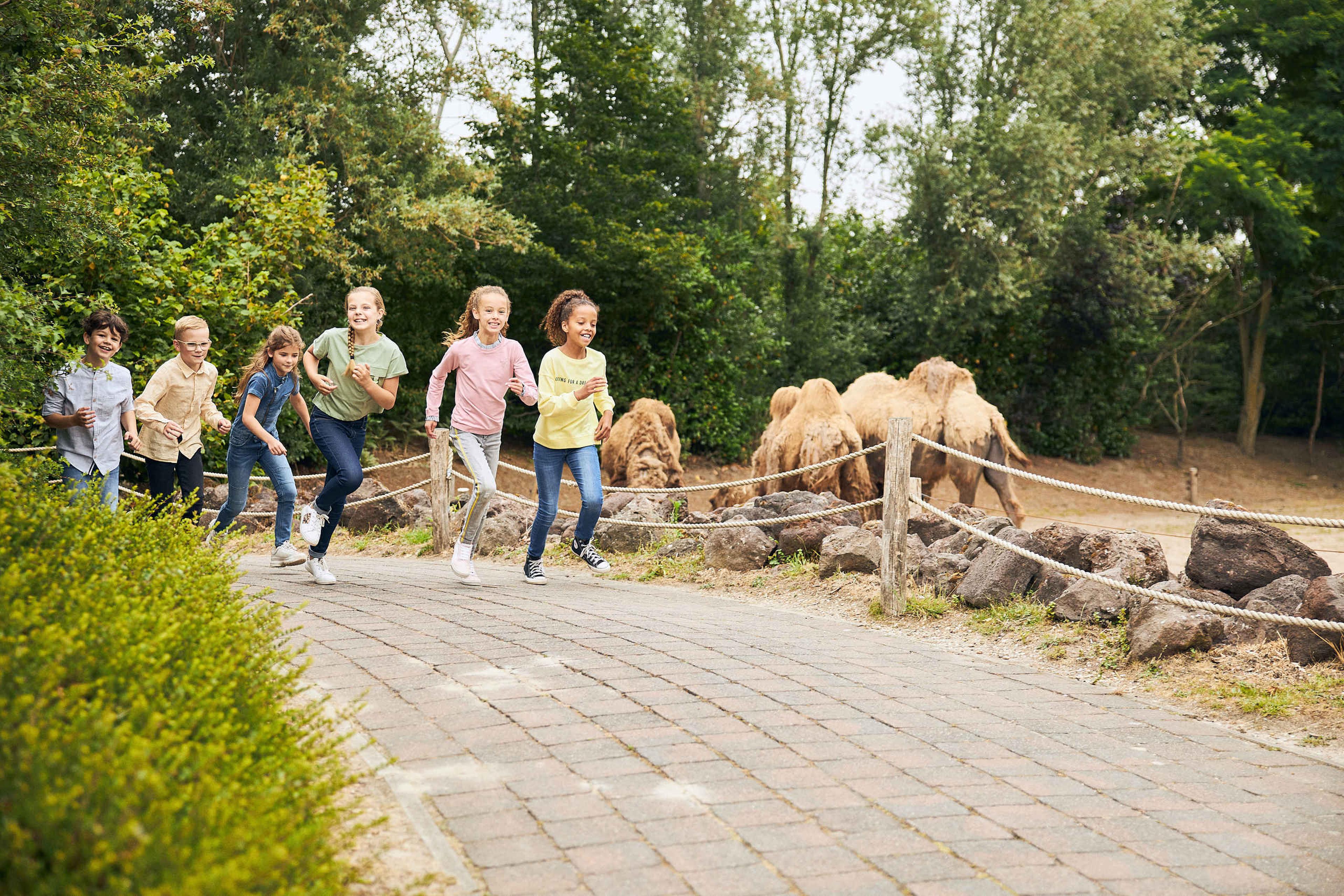 Kinderen aan het rennen bij de kamelen tijdens een schoolreisje of kinderfeestje in Eindhoven Zoo