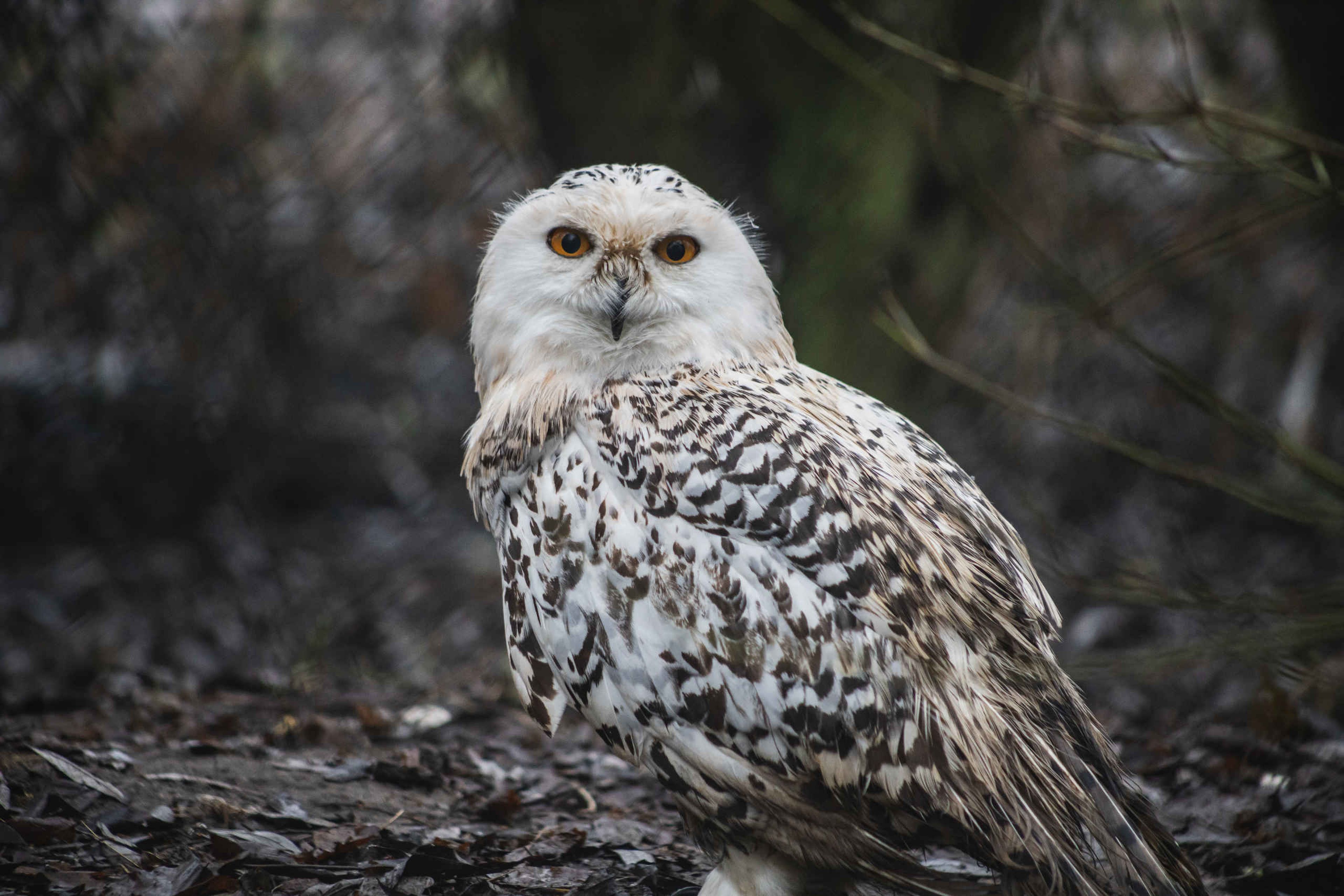 Een sneeuwuil bij Eindhoven Zoo.