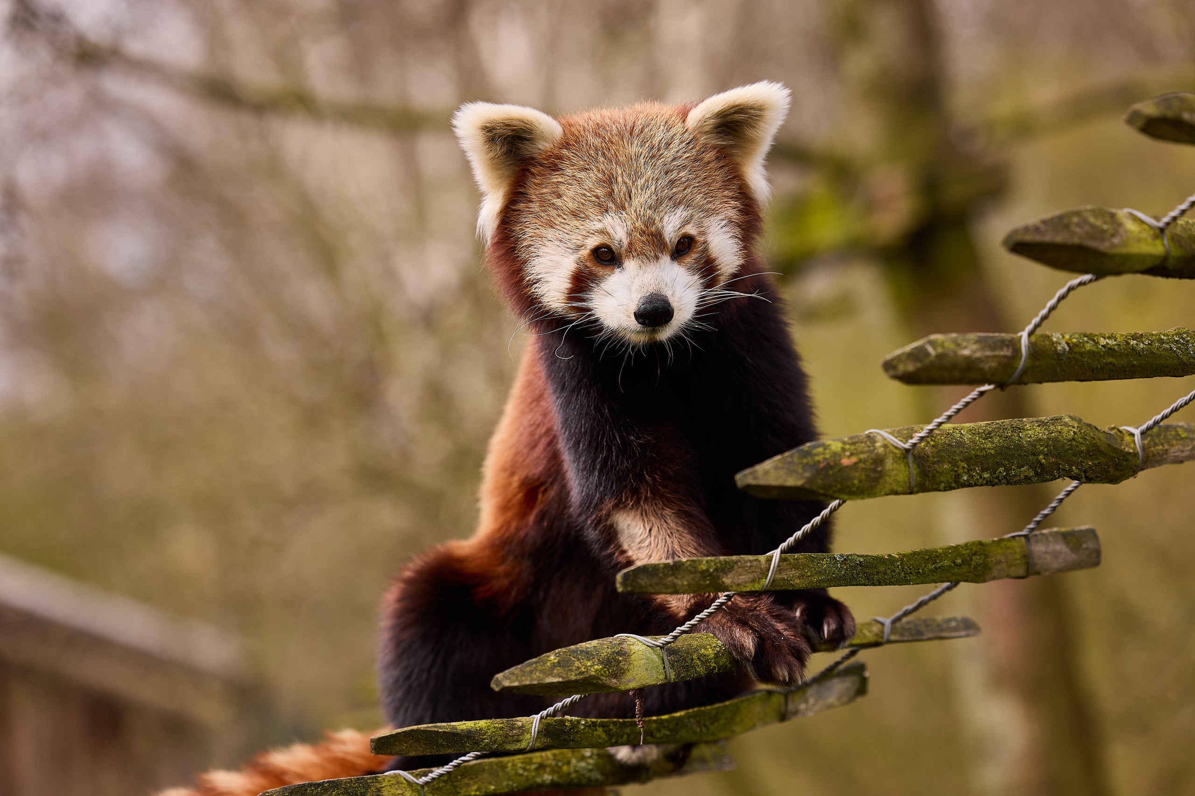 Rode panda close-up op ladder AquaZoo Leeuwarden