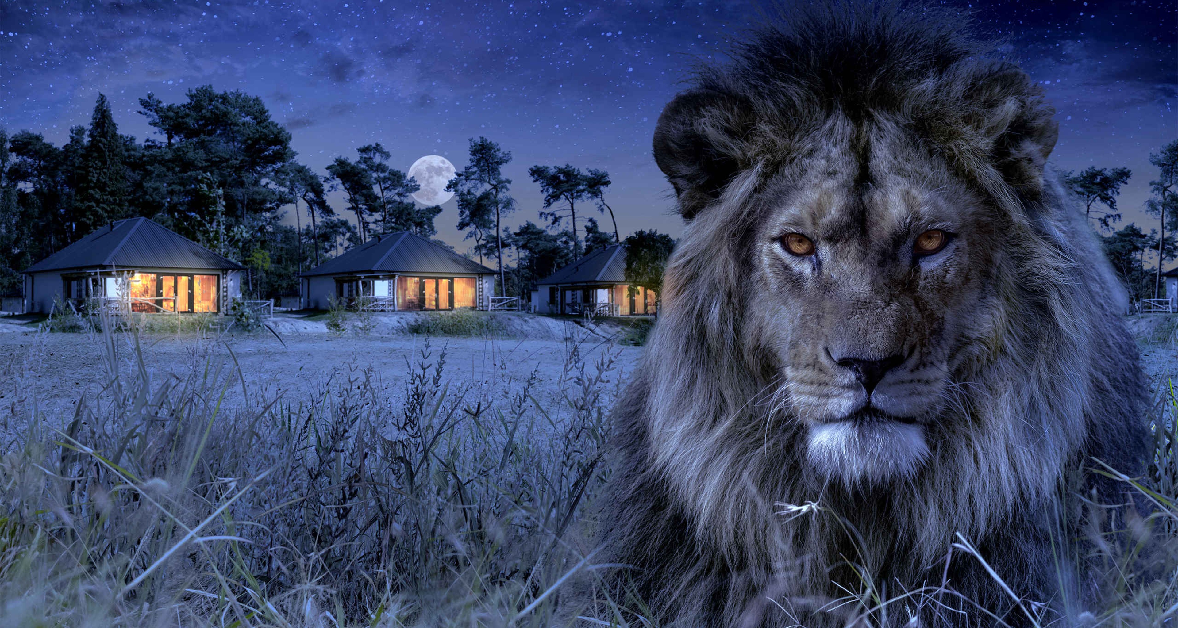 Een leeuw bij het Safari Resort Beekse Bergen