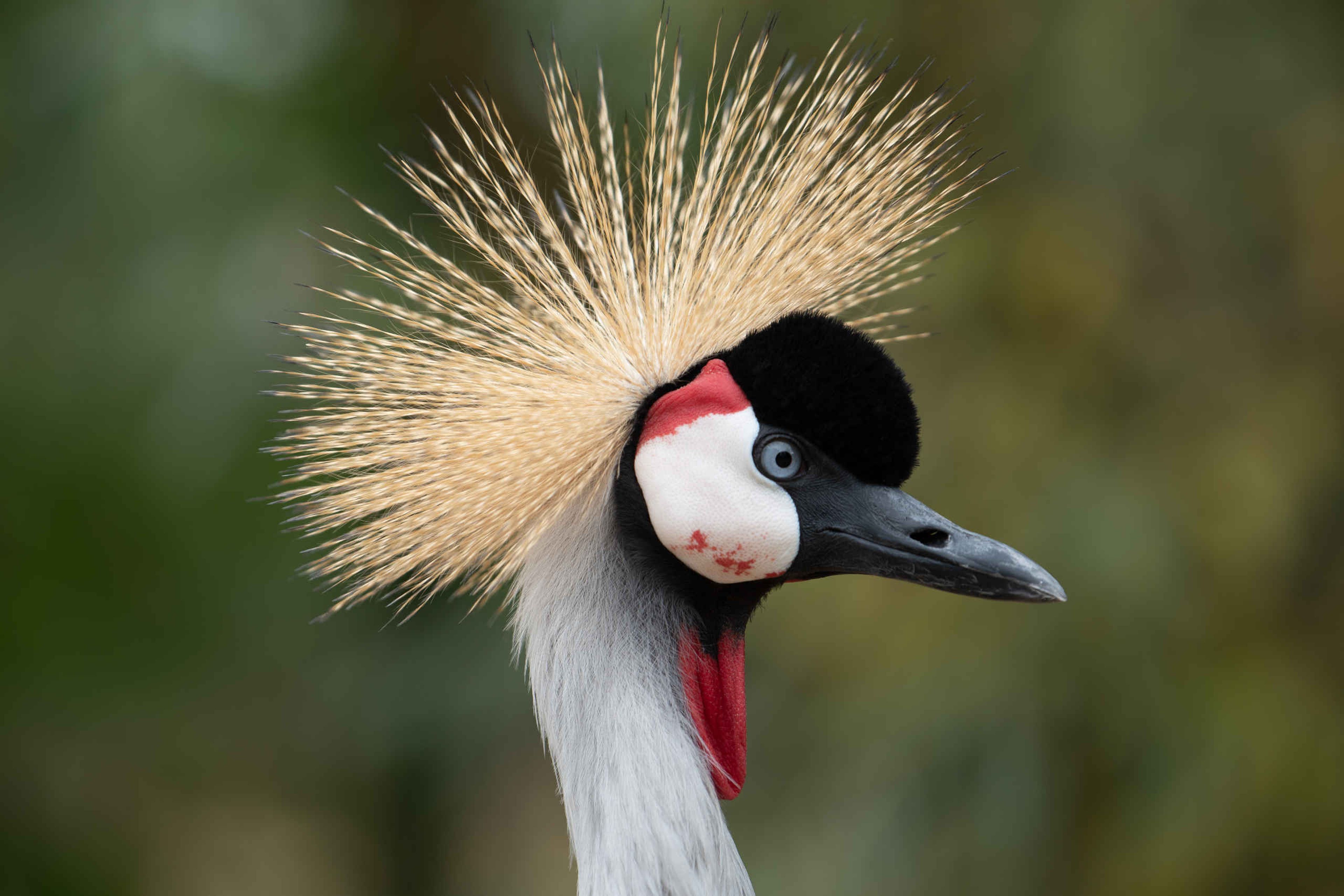 Een grijze kroonkraanvogel bij Eindhoven Zoo.