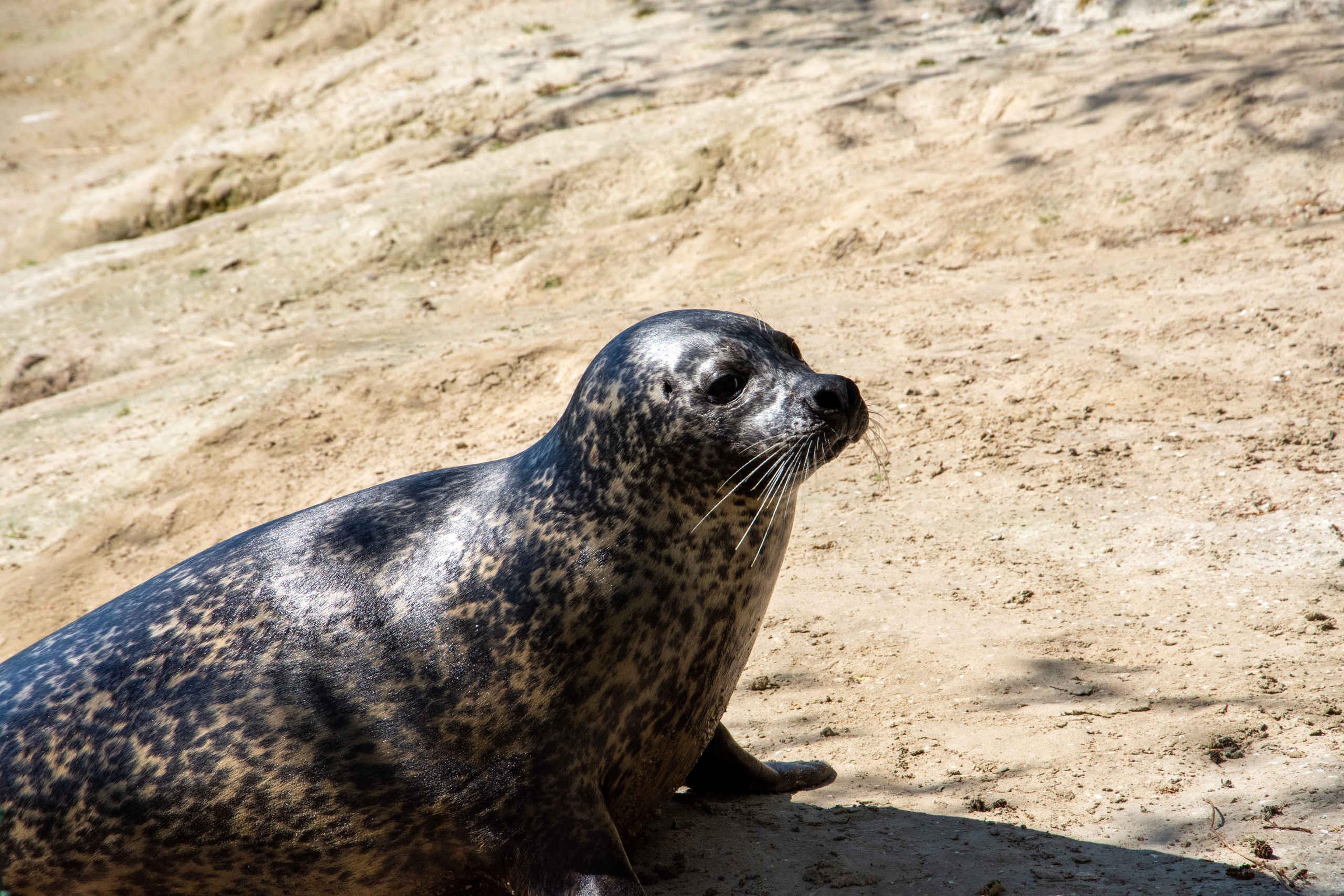 Gewone zeehond op kant AquaZoo Leeuwarden