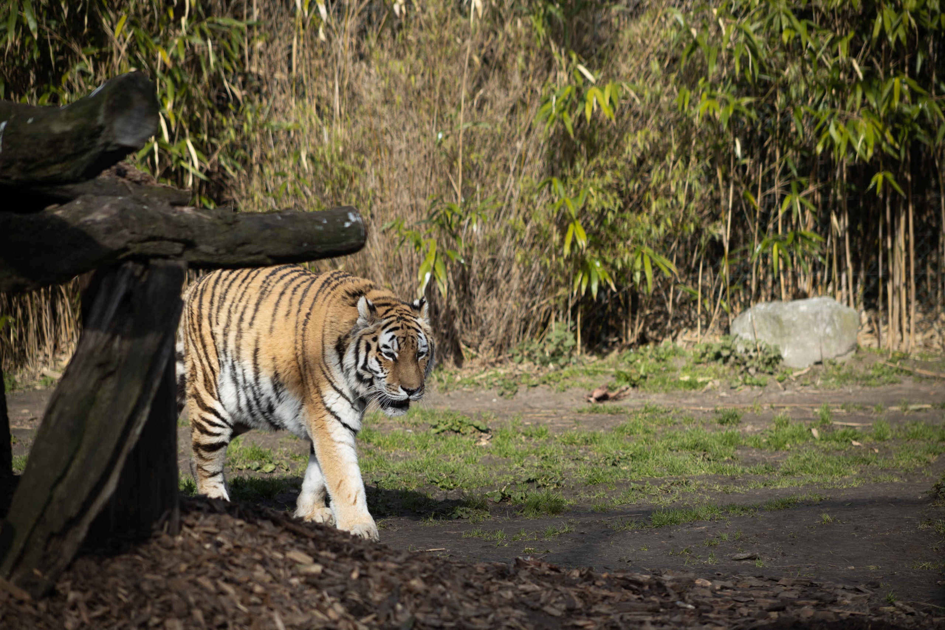 Tijger dier buiten Eindhoven Zoo