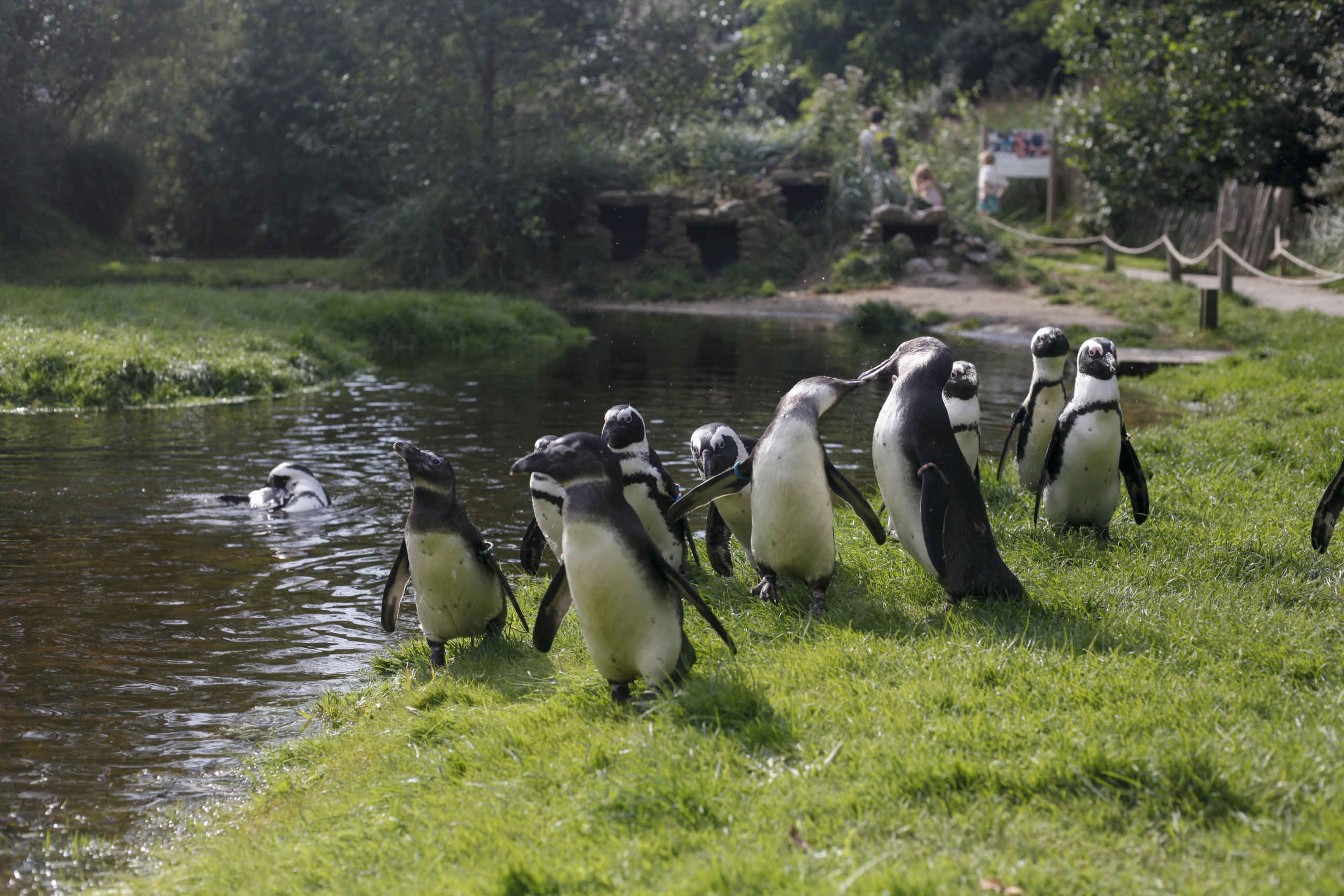 Pinguïns op grasveld AquaZoo Leeuwarden