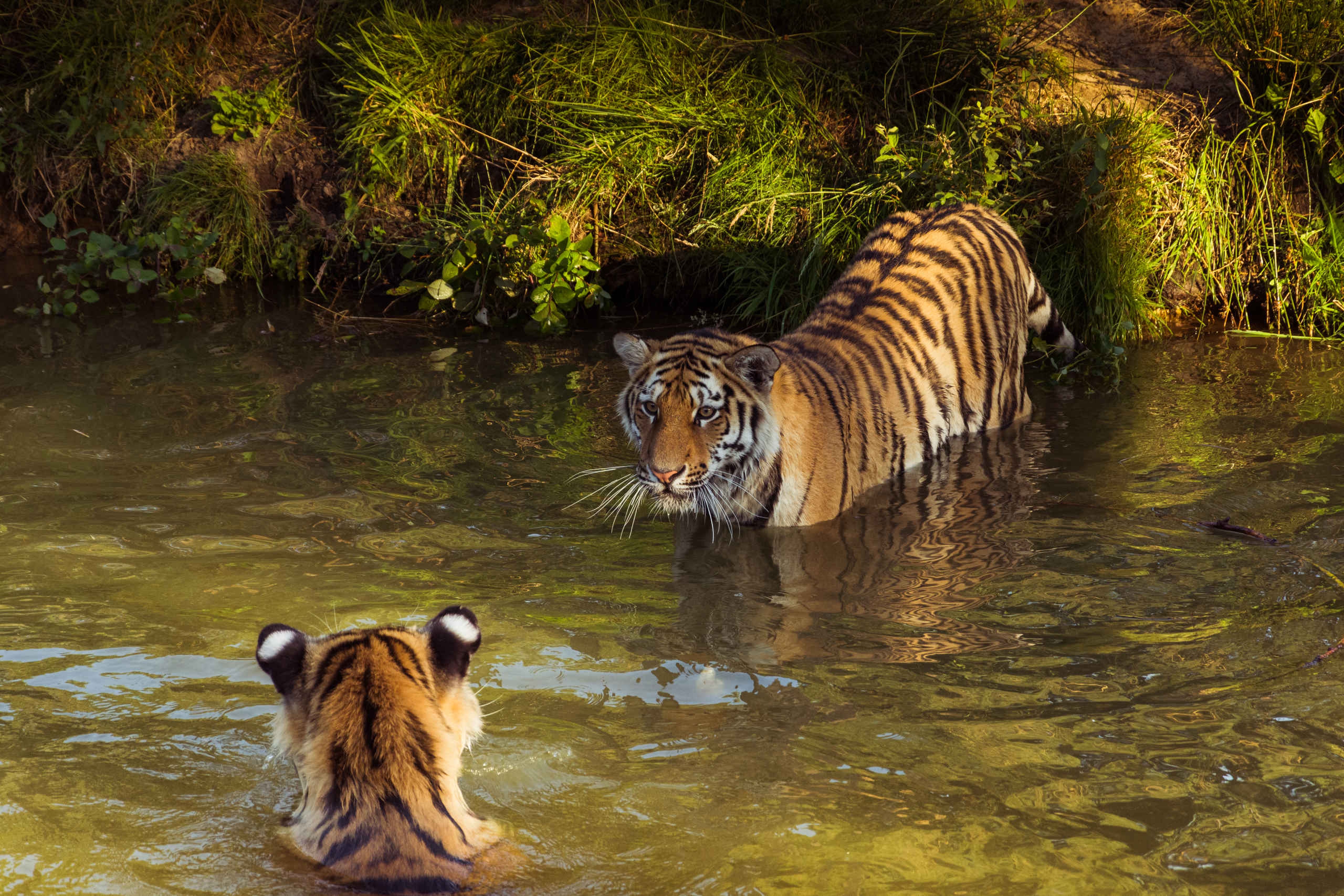 In de avond twee tijgers in het water Safaripark Beekse Bergen