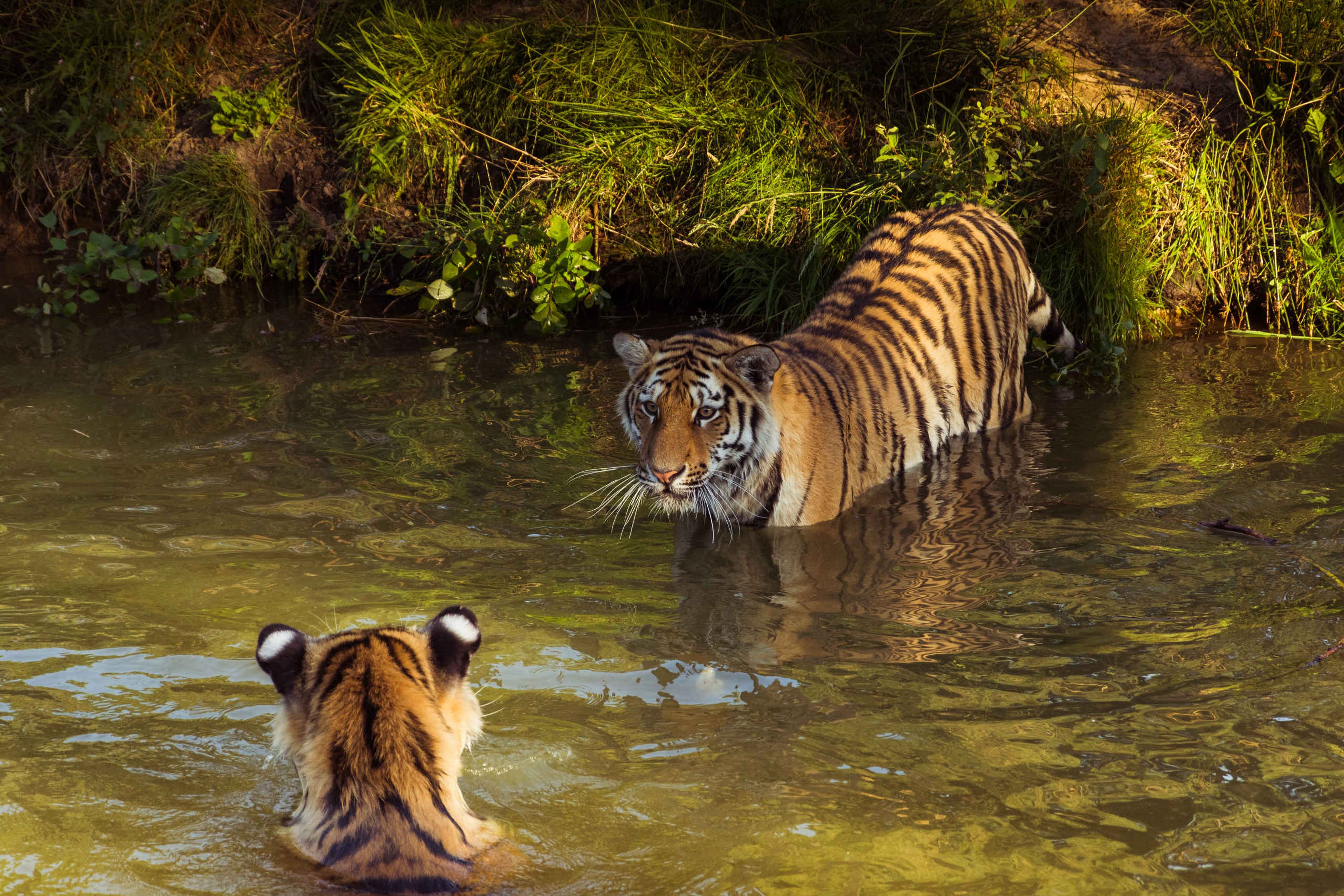 In de avond twee tijgers in het water Safaripark Beekse Bergen