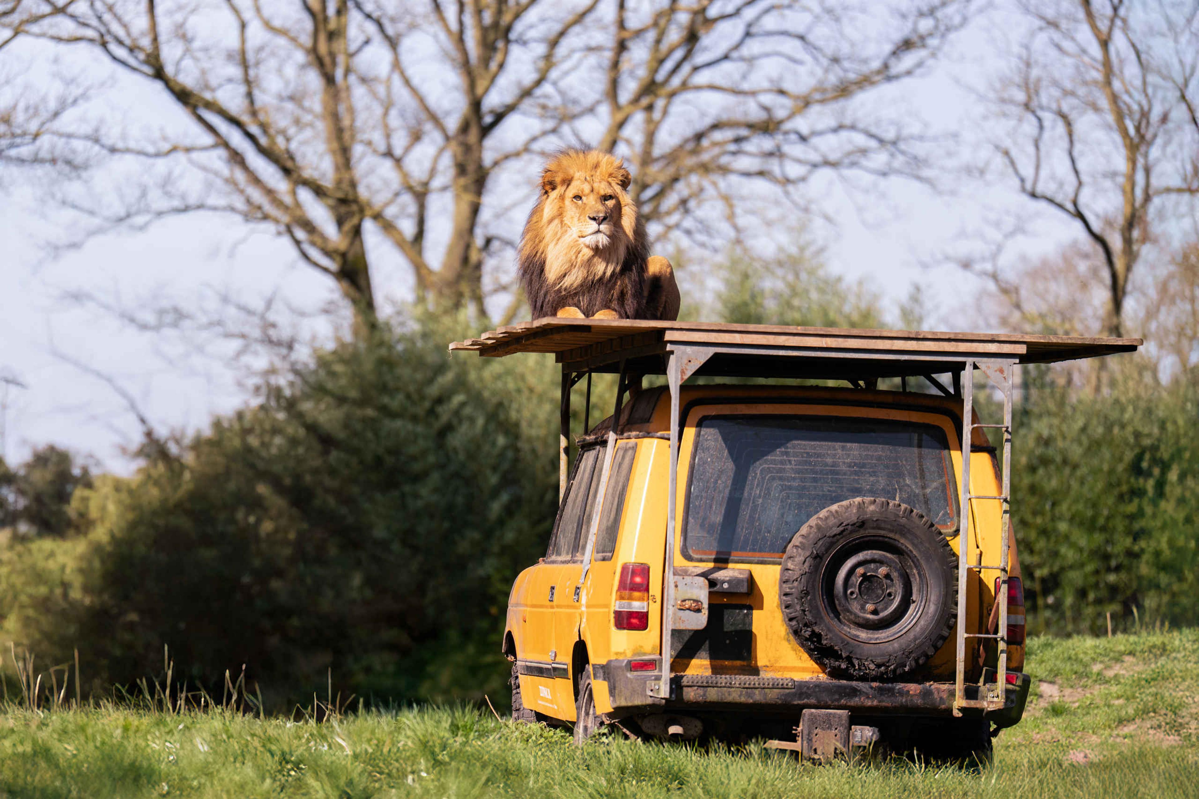 Een afrikaanse leeuw in de zon op het plateau van de Jeep in ZooParc Overloon