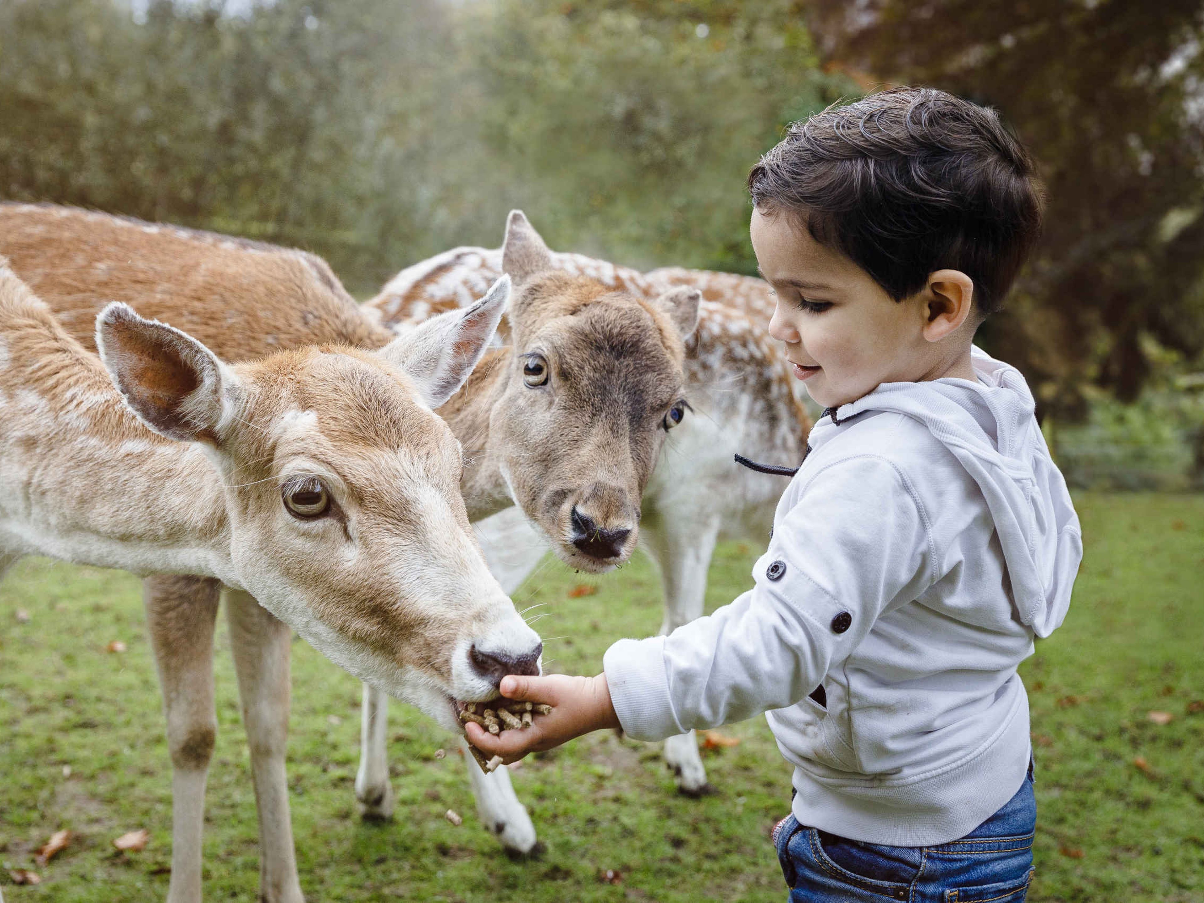 Jongetje voert herten op Vakantiepark Dierenbos