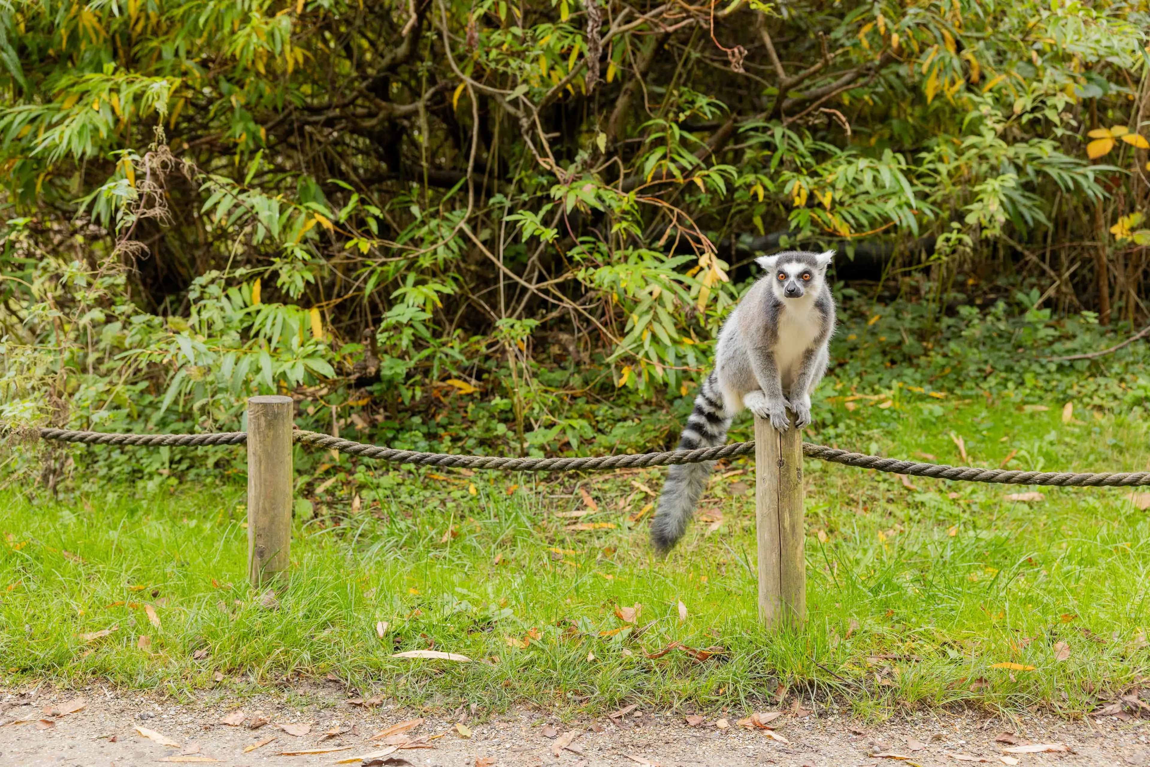 Ringstaartmaki AquaZoo Leeuwarden Dierentuintickets NL